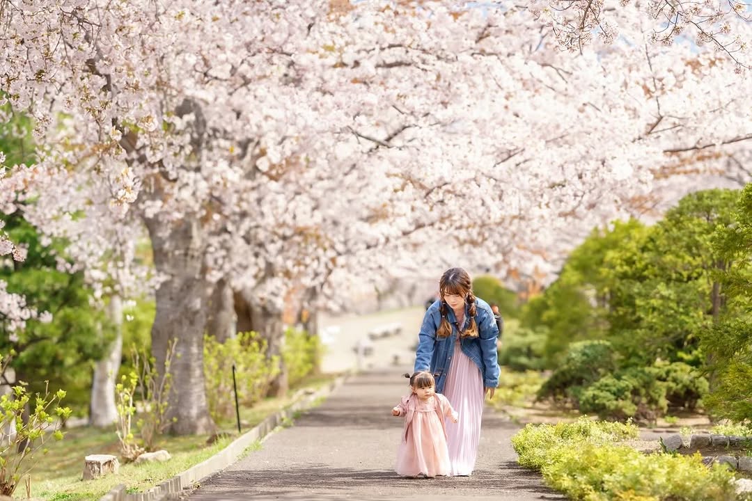 千歲櫻花季,和Toma一起拍全家福吧!