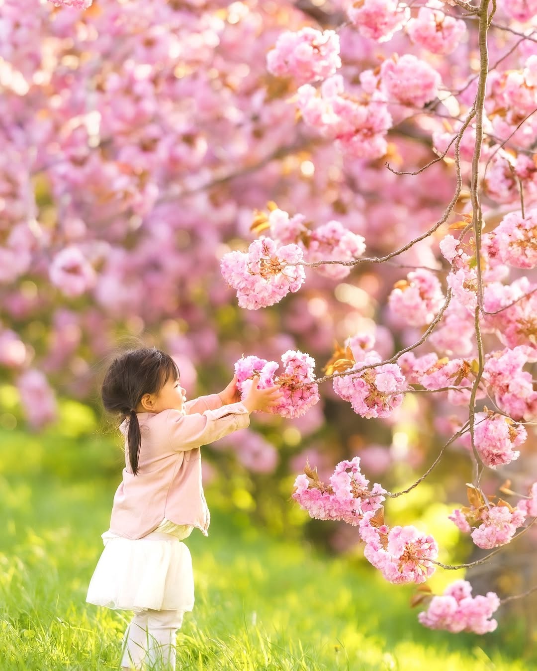 千歲櫻花季,和Toma一起拍全家福吧!