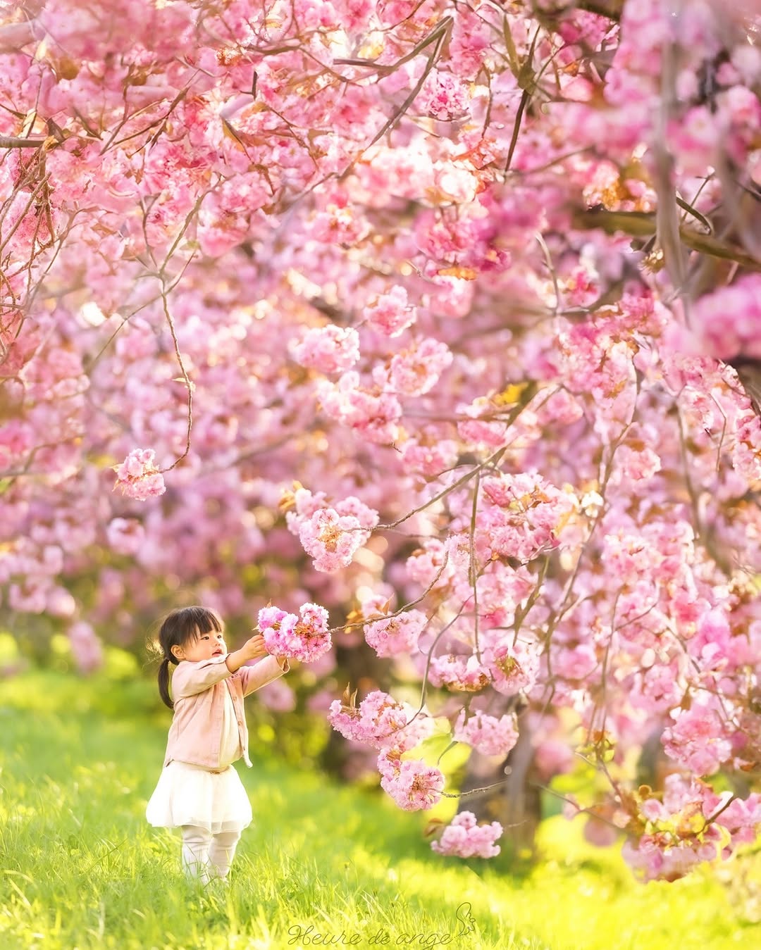 千歲櫻花季,和Toma一起拍全家福吧!