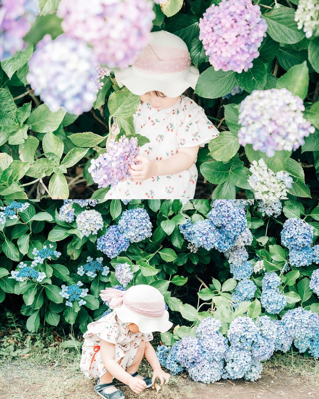 東京繡球花之旅:Kagura 個人寫真,珍藏你的美麗