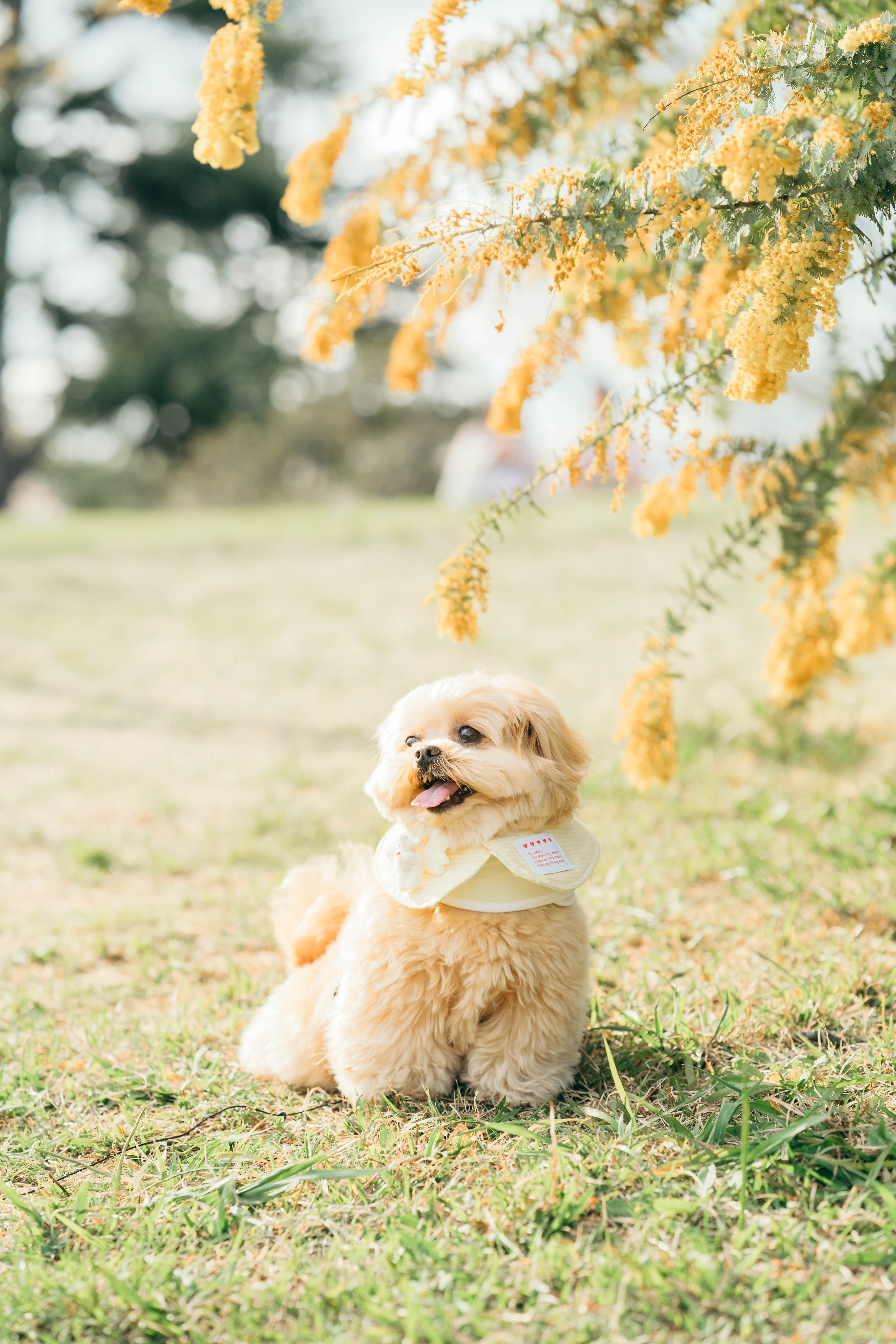 秋日寵物時光|庭園中的毛小孩|宜人自然景致
Autumn Days With Furry Friends | Pets in the Garden | Serene Natural Vistas