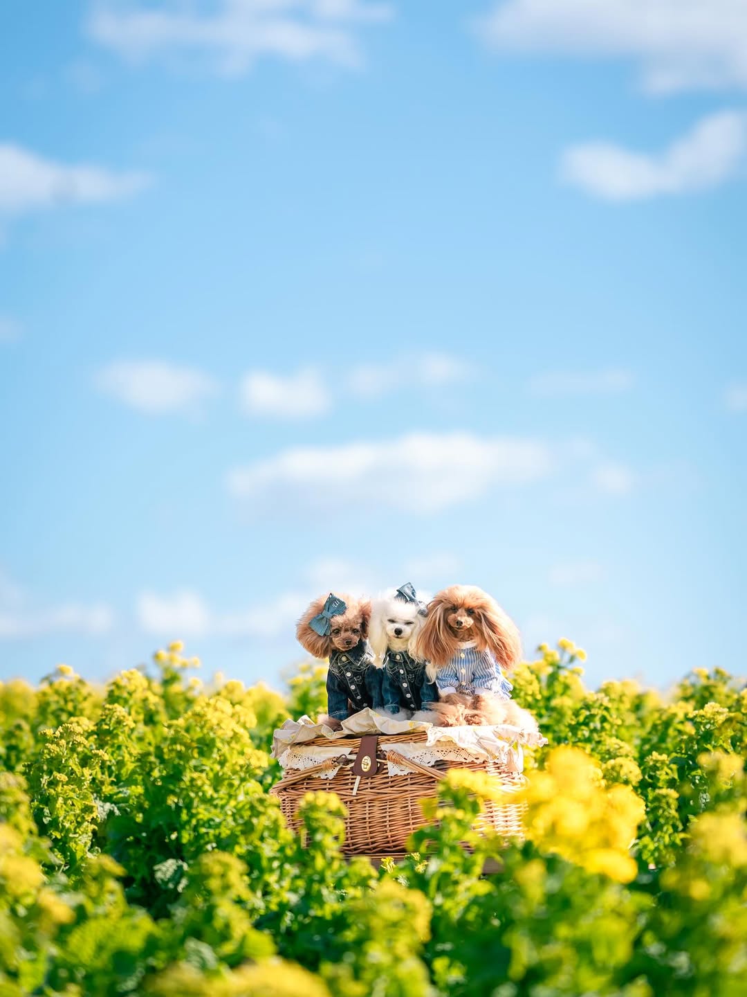 萌力全開!來名古屋讓Leaf 拍出竉物最可愛的一面