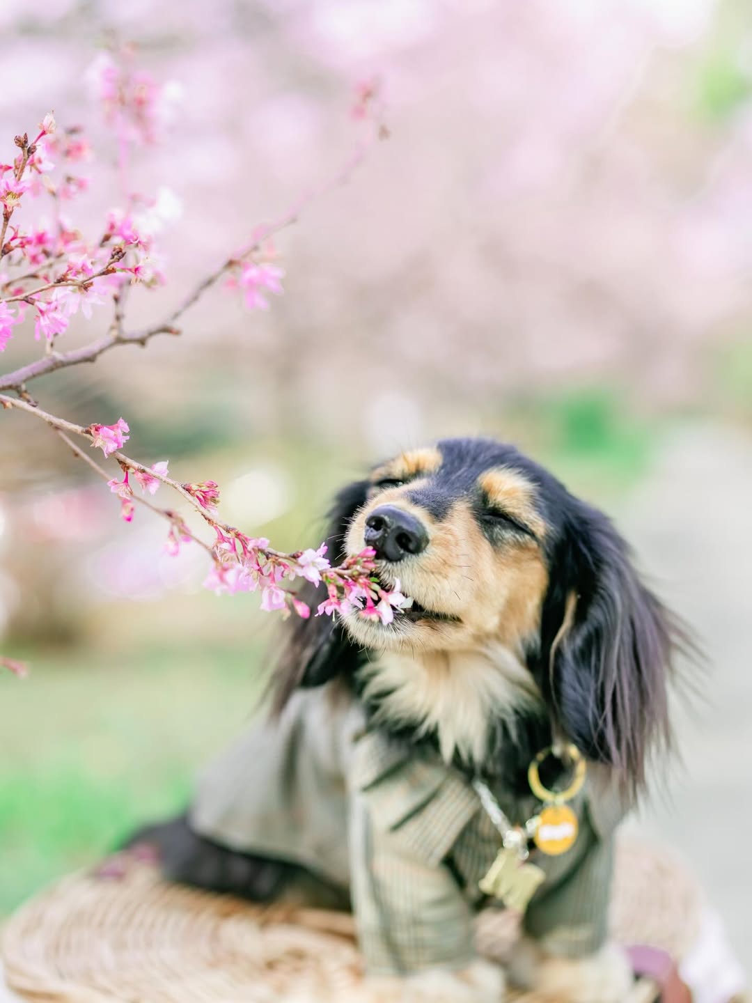 萌力全開!來名古屋讓Leaf 拍出竉物最可愛的一面