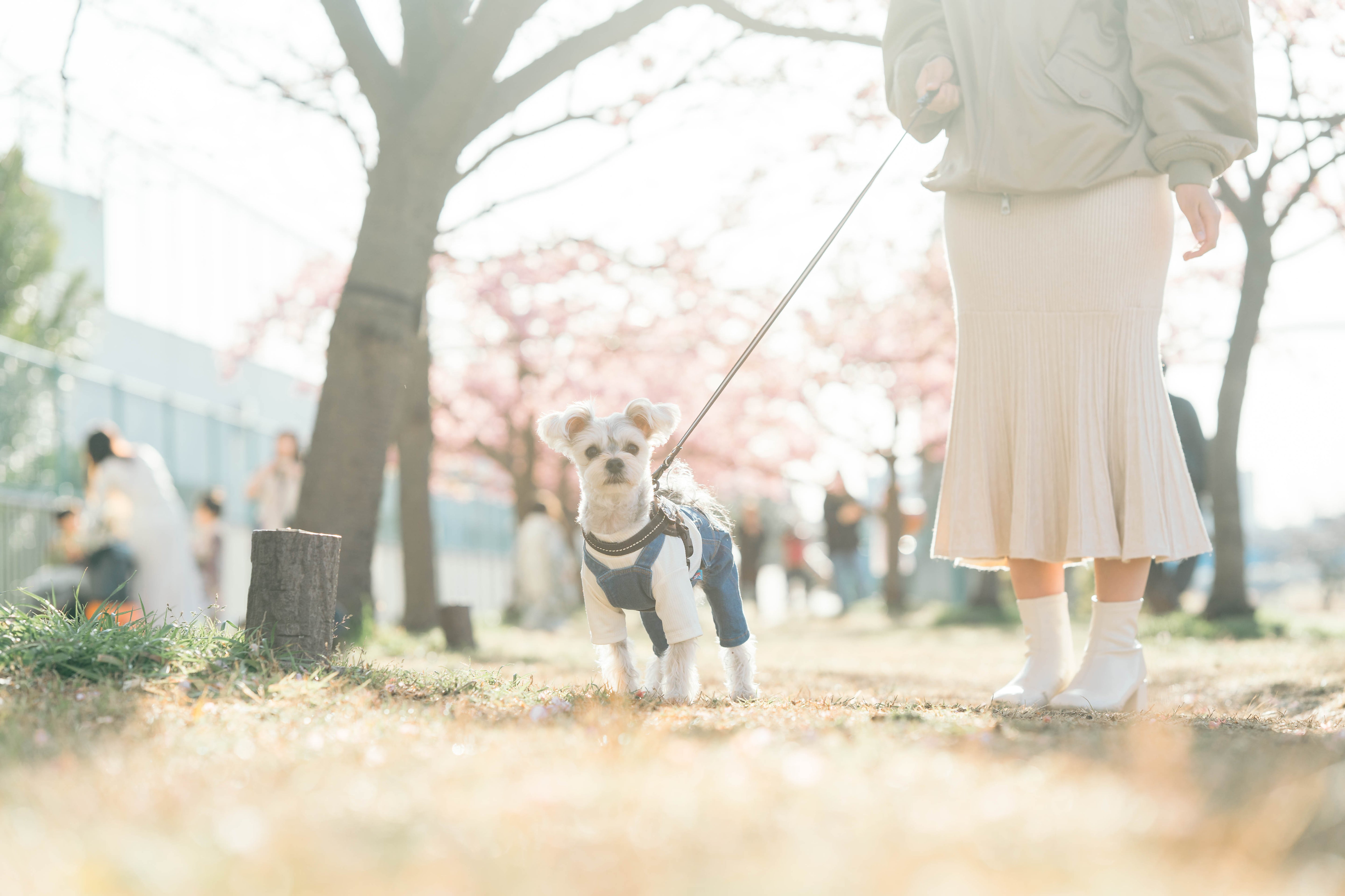 河口湖春日|家庭與寵物攝影|櫻花下散步|Family and Pet Photography at Lake Kawaguchi | Spring Stroll under Cherry Blossoms