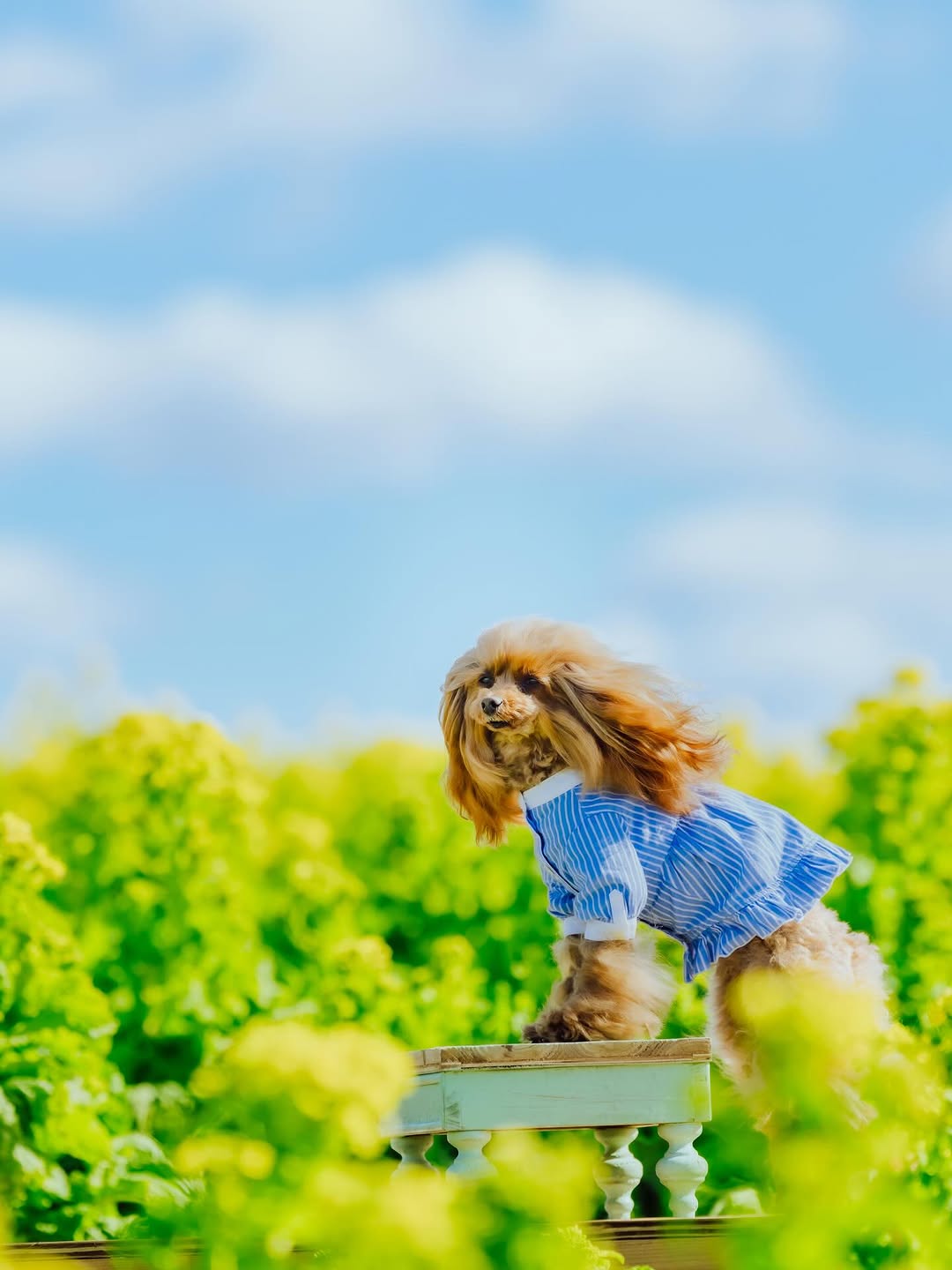 萌力全開!來名古屋讓Leaf 拍出竉物最可愛的一面
