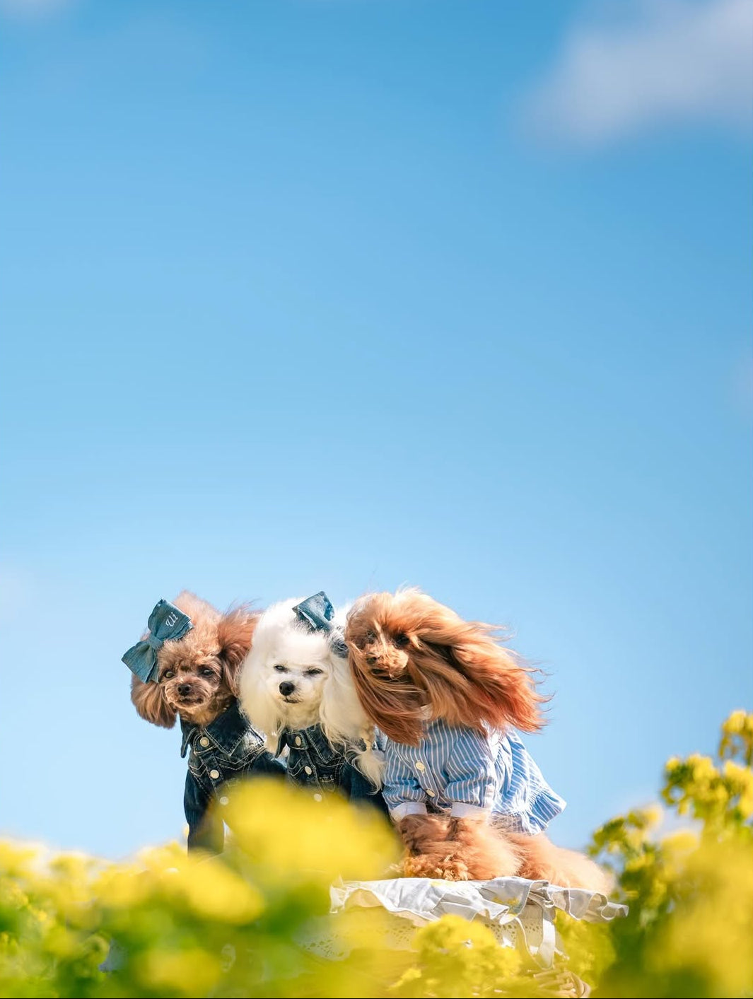 萌力全開!來名古屋讓Leaf 拍出竉物最可愛的一面