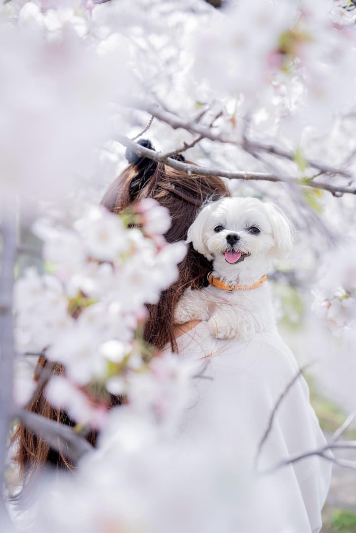 川越回憶:Inu兩小時家庭寵物攝影體驗