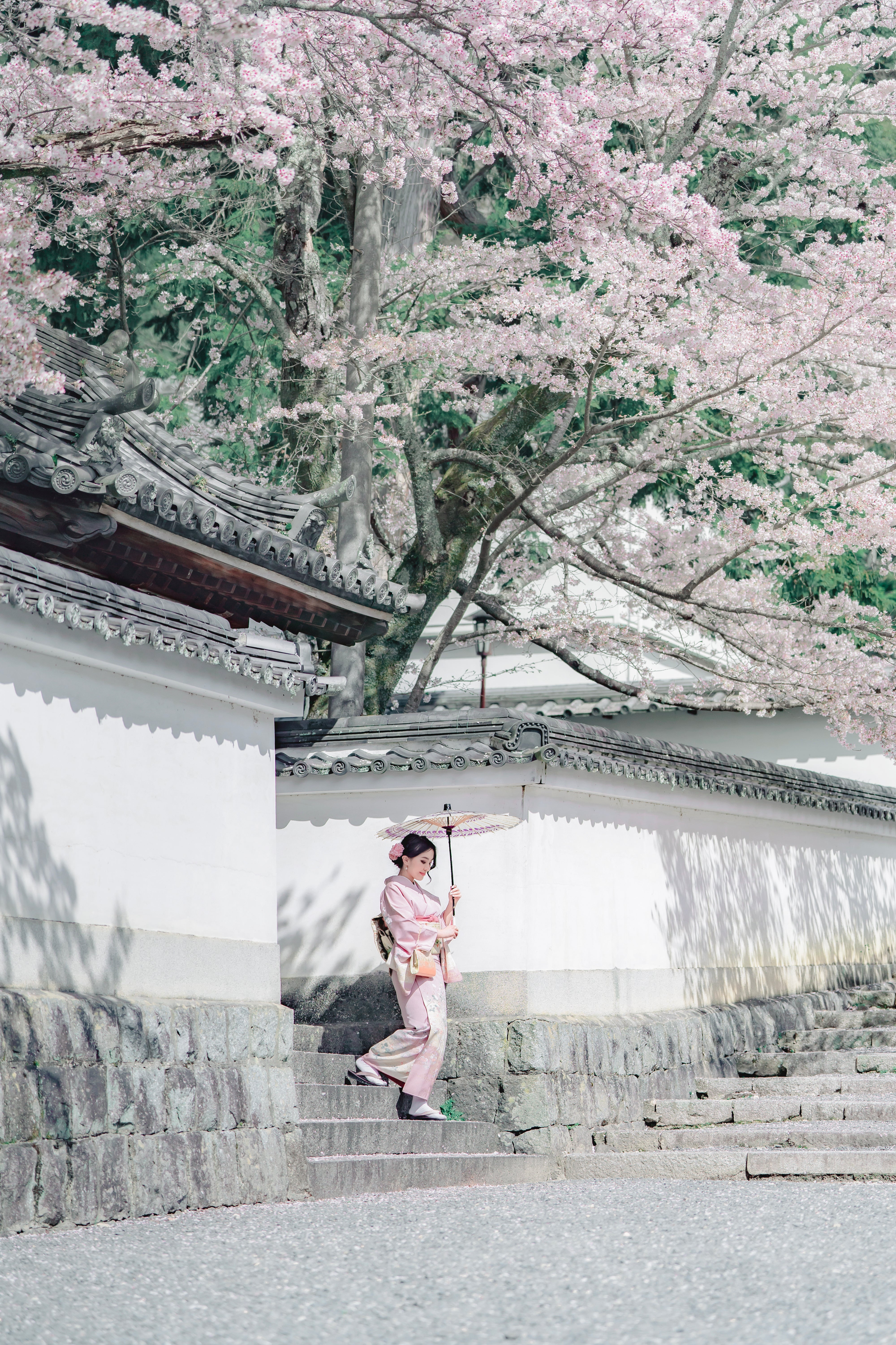 戀戀櫻花緣:與Jerry在大阪捕捉最真摯瞬間