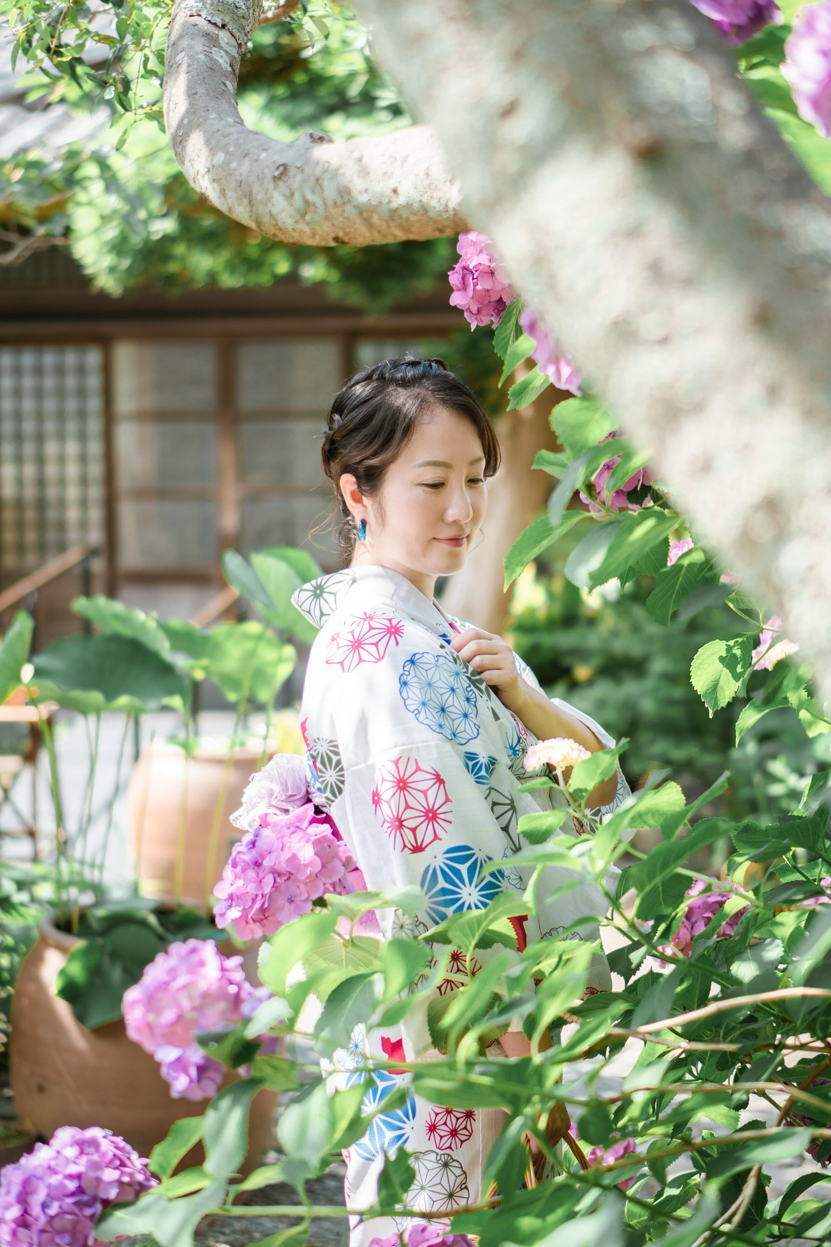 神奈川繡球花 鎌倉花海遊