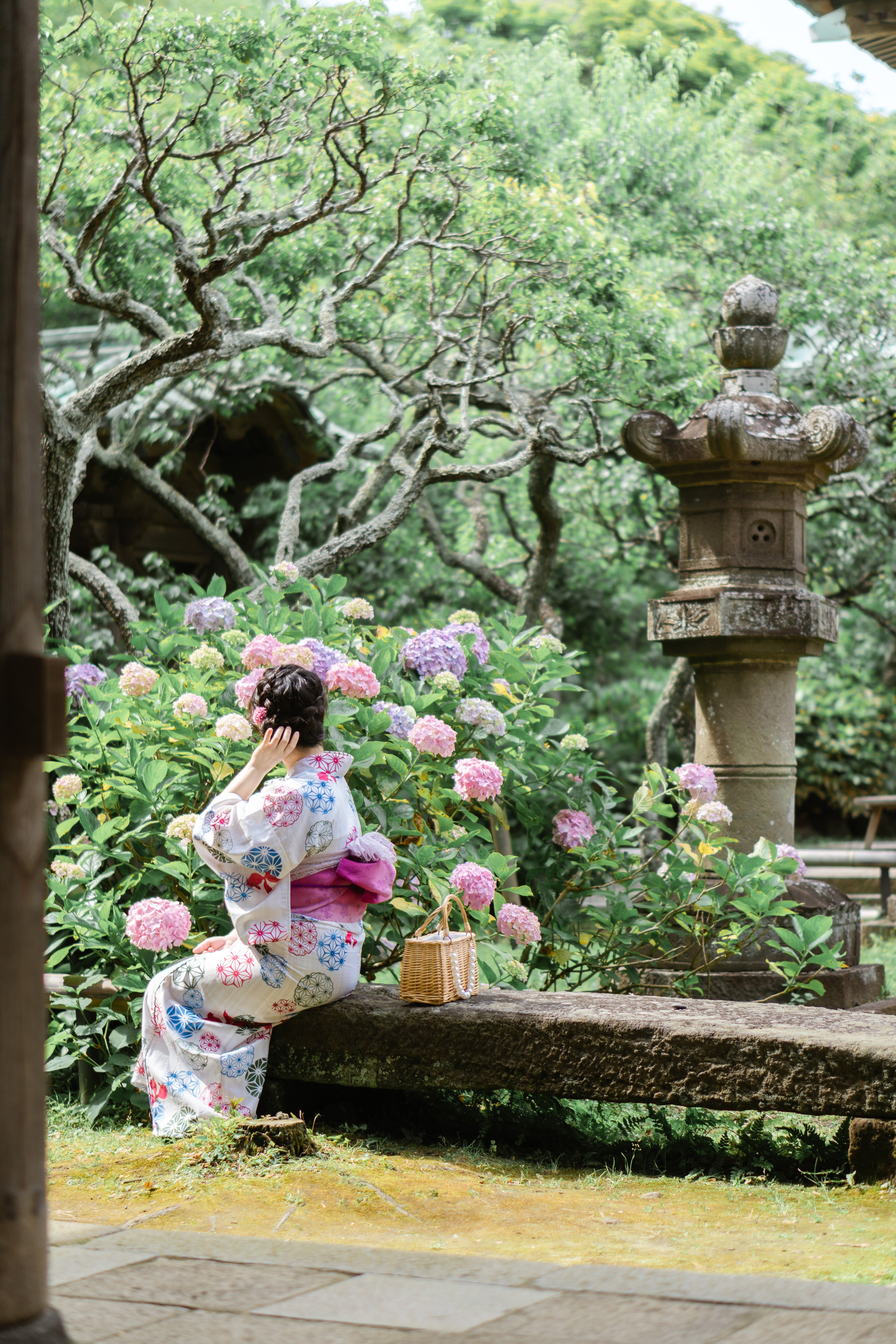 神奈川繡球花 鎌倉花海遊