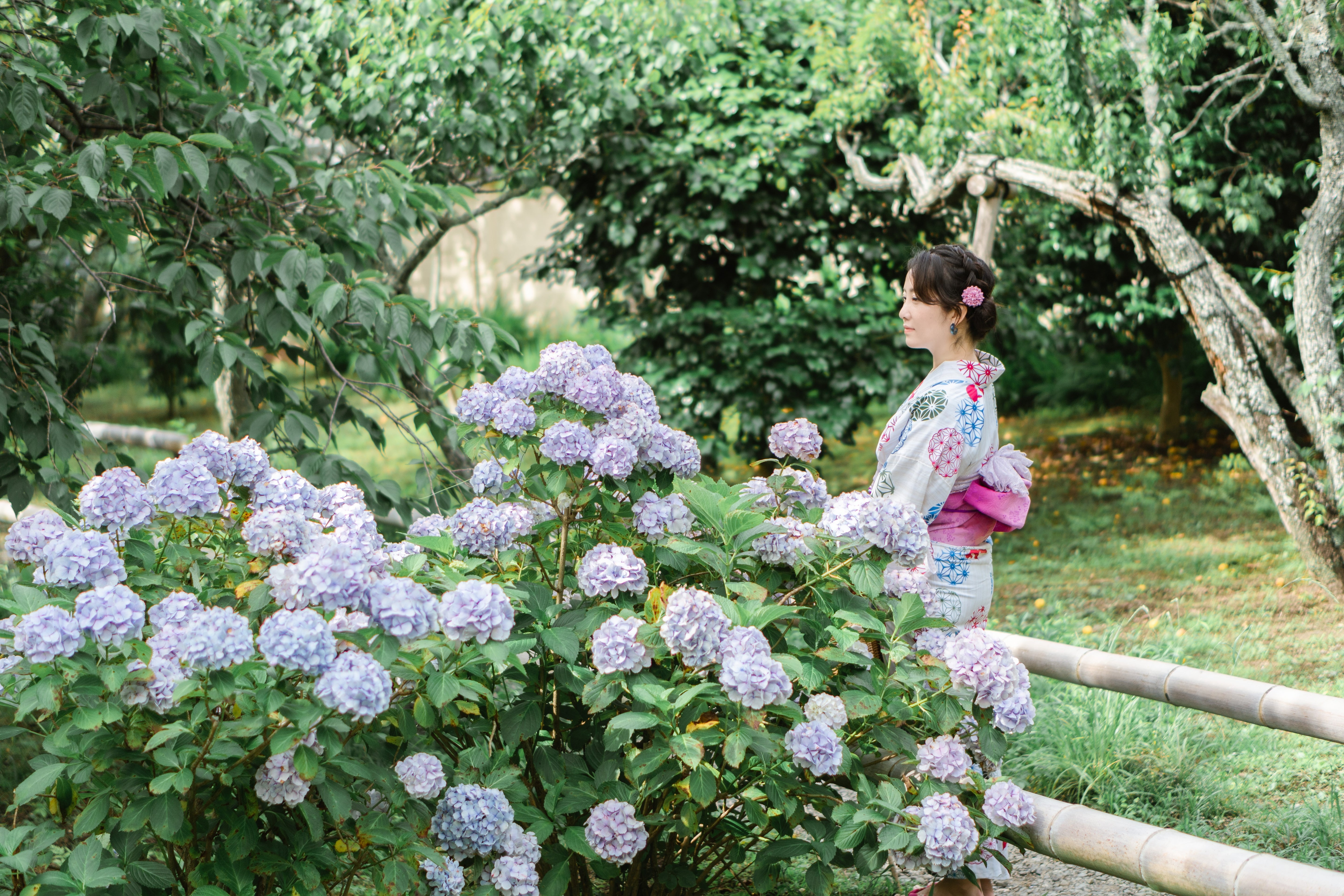 神奈川繡球花 鎌倉花海遊