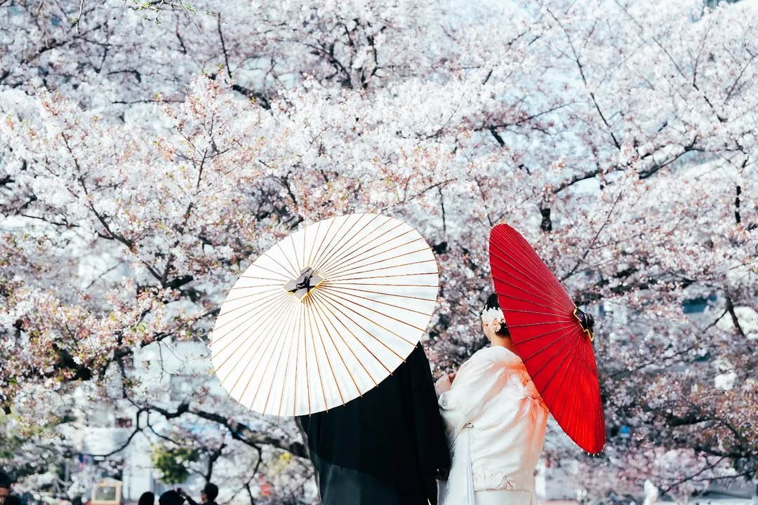 福岡舞鶴公園:攝影師Ishii的情侶櫻花攝影體驗