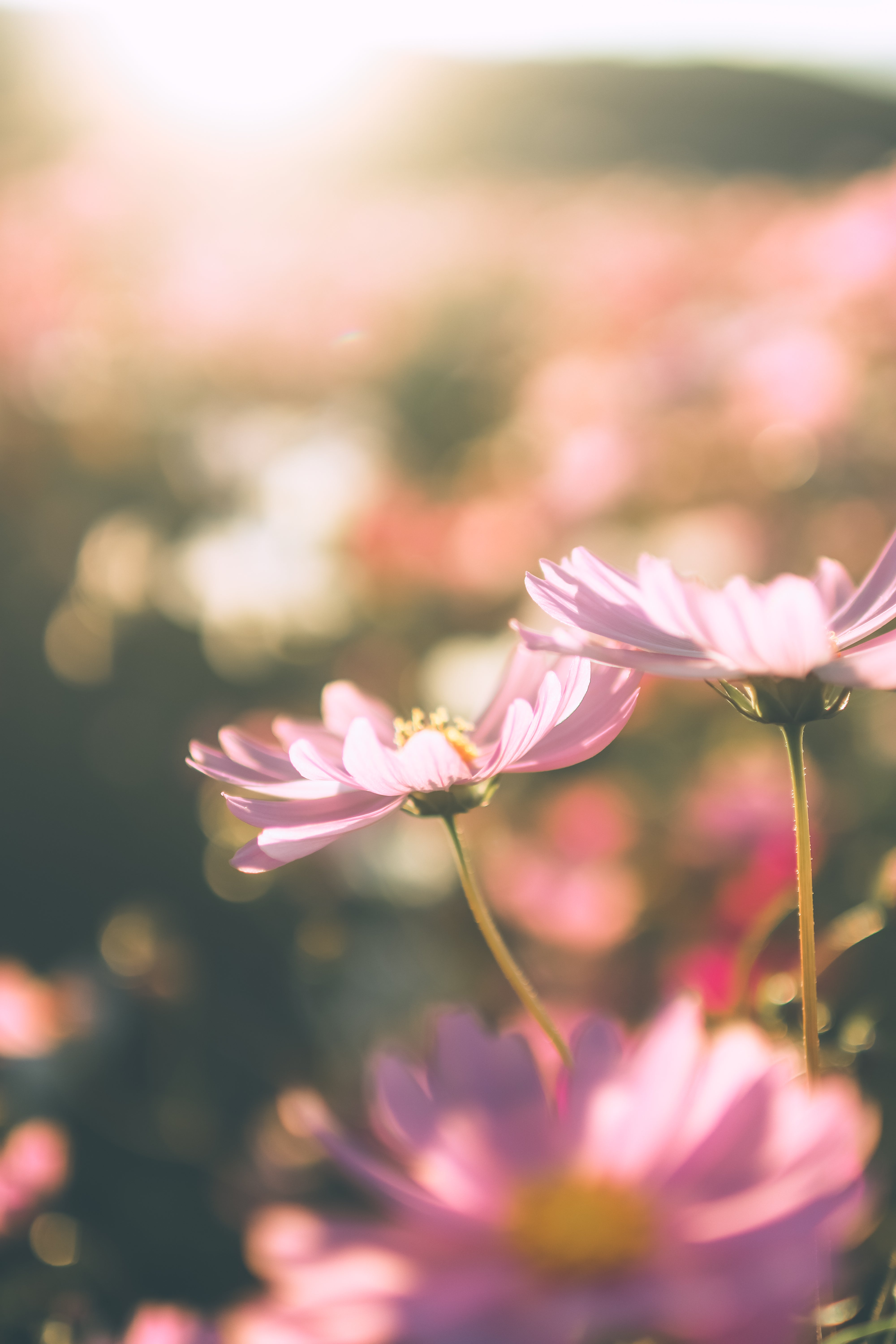 大分三光花園一小時攝影:種下難忘回憶種子