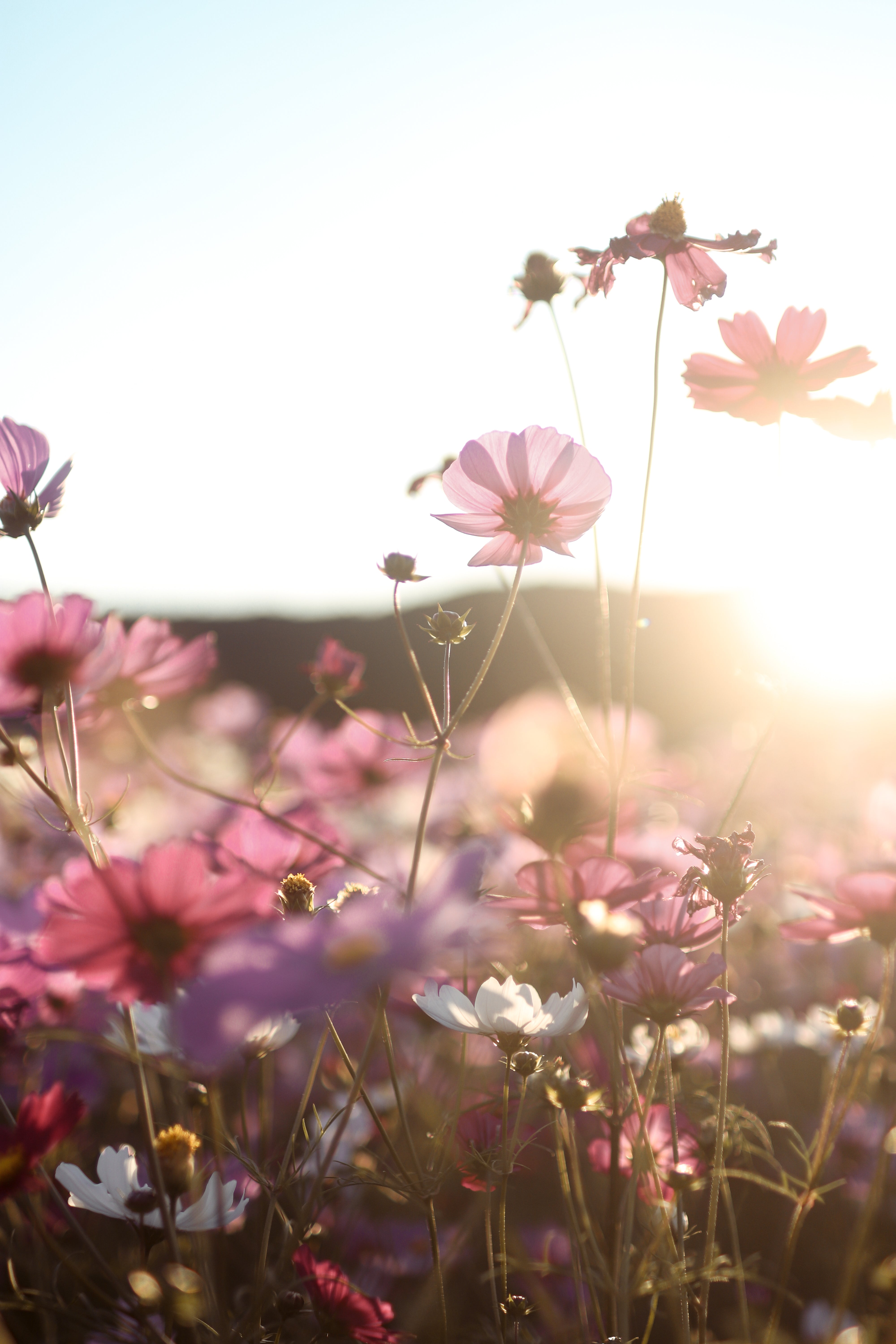 大分三光花園一小時攝影:種下難忘回憶種子