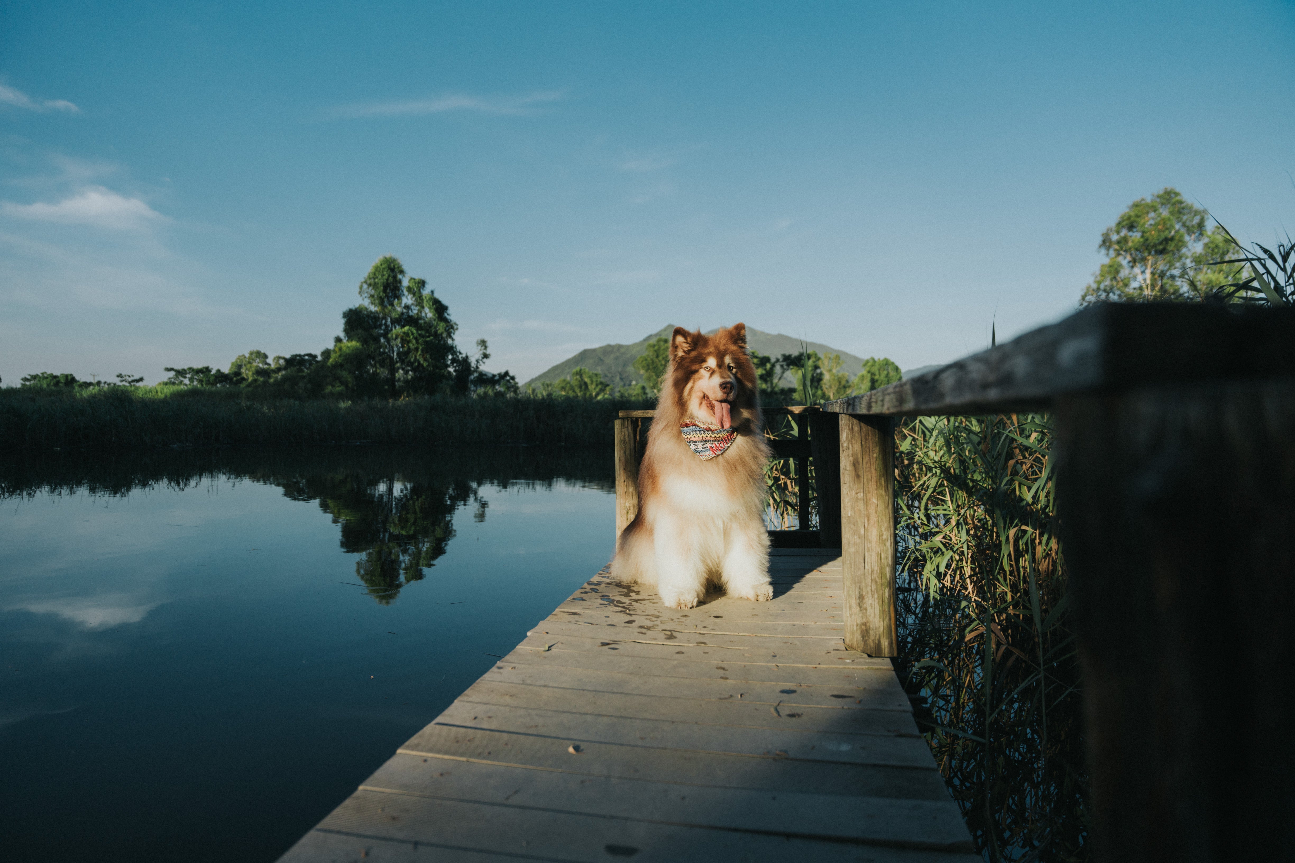 Wagging Moments Photos