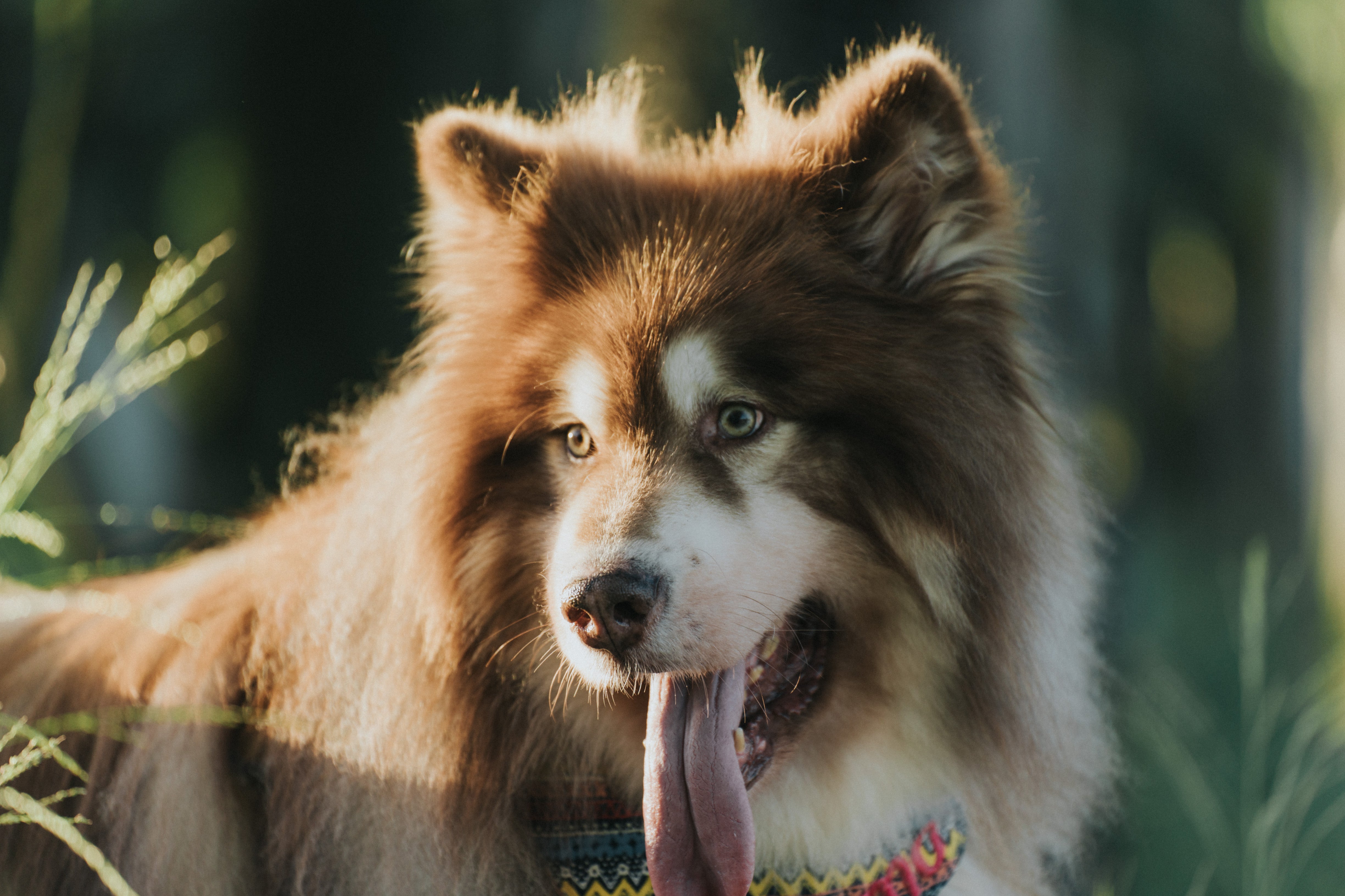 Wagging Moments Photos