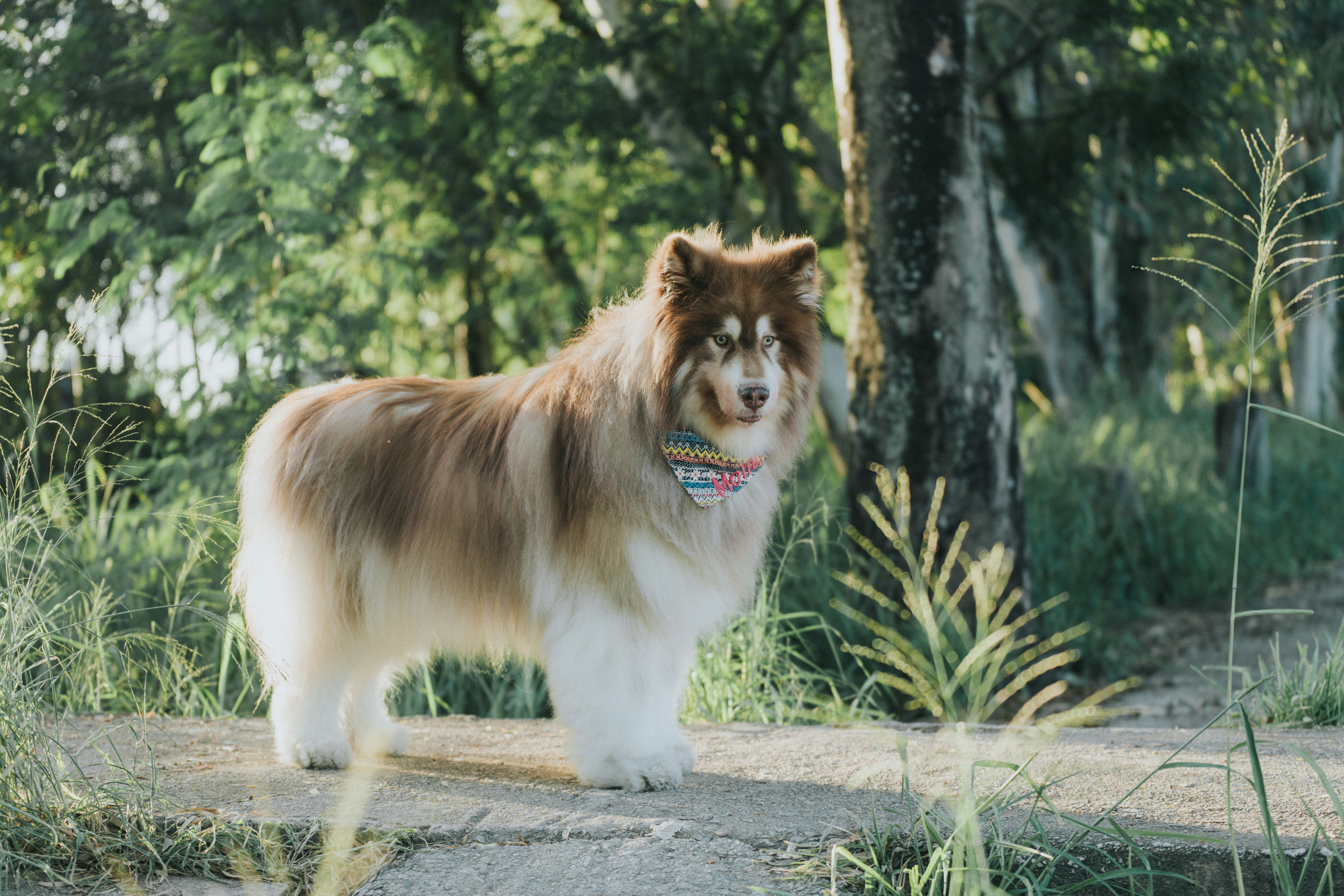 Wagging Moments Photos