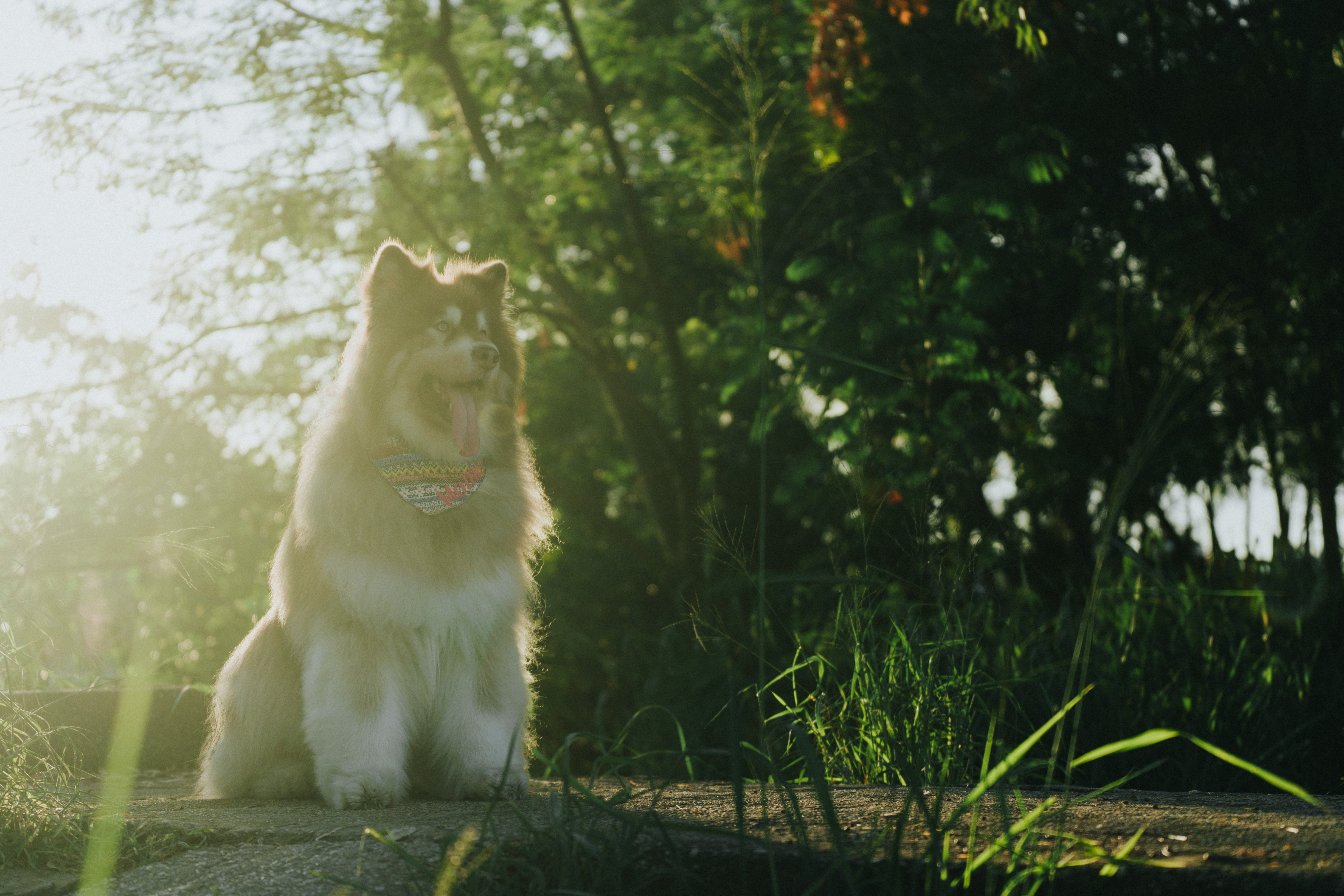 Wagging Moments Photos