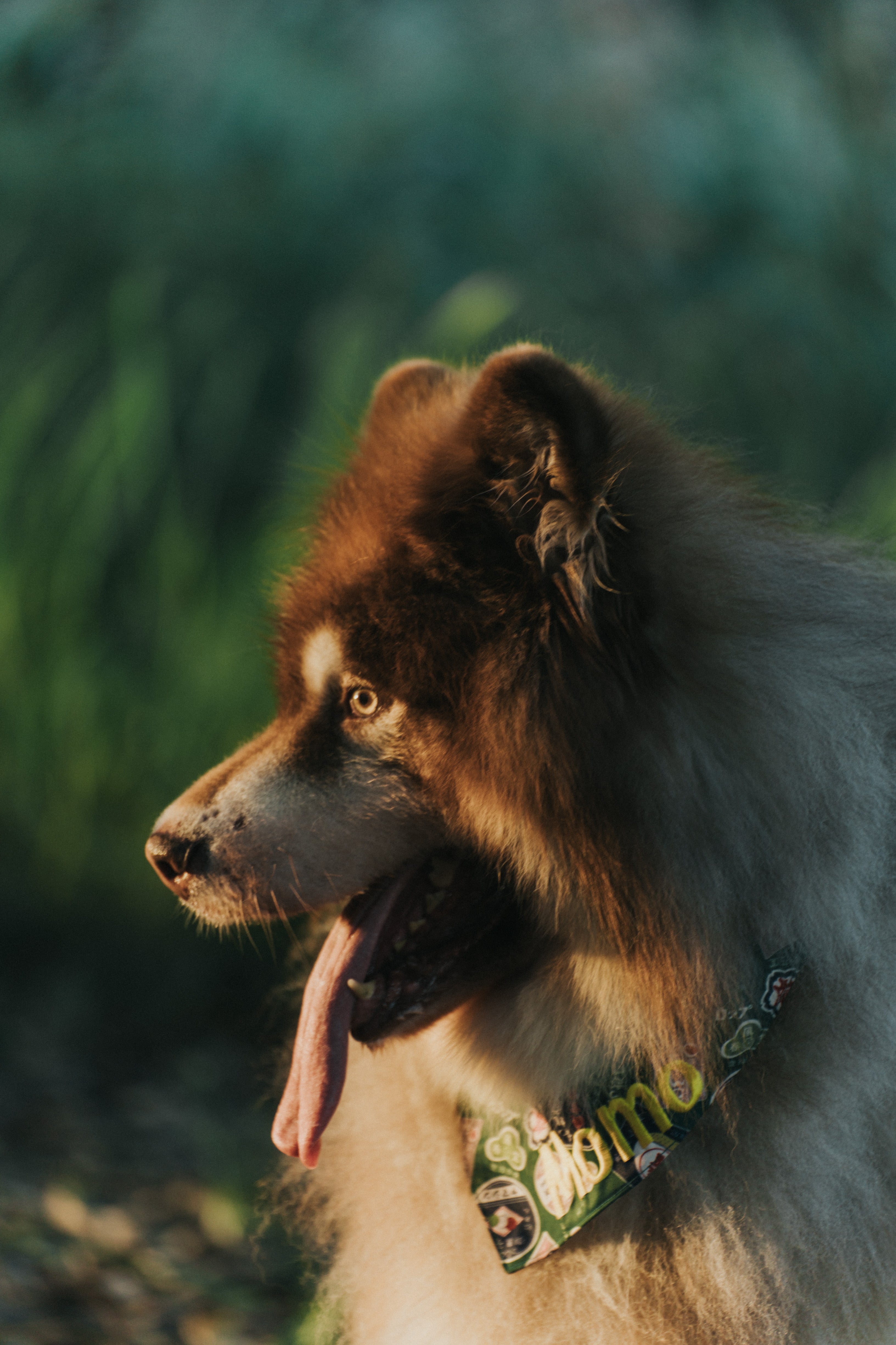 Wagging Moments Photos