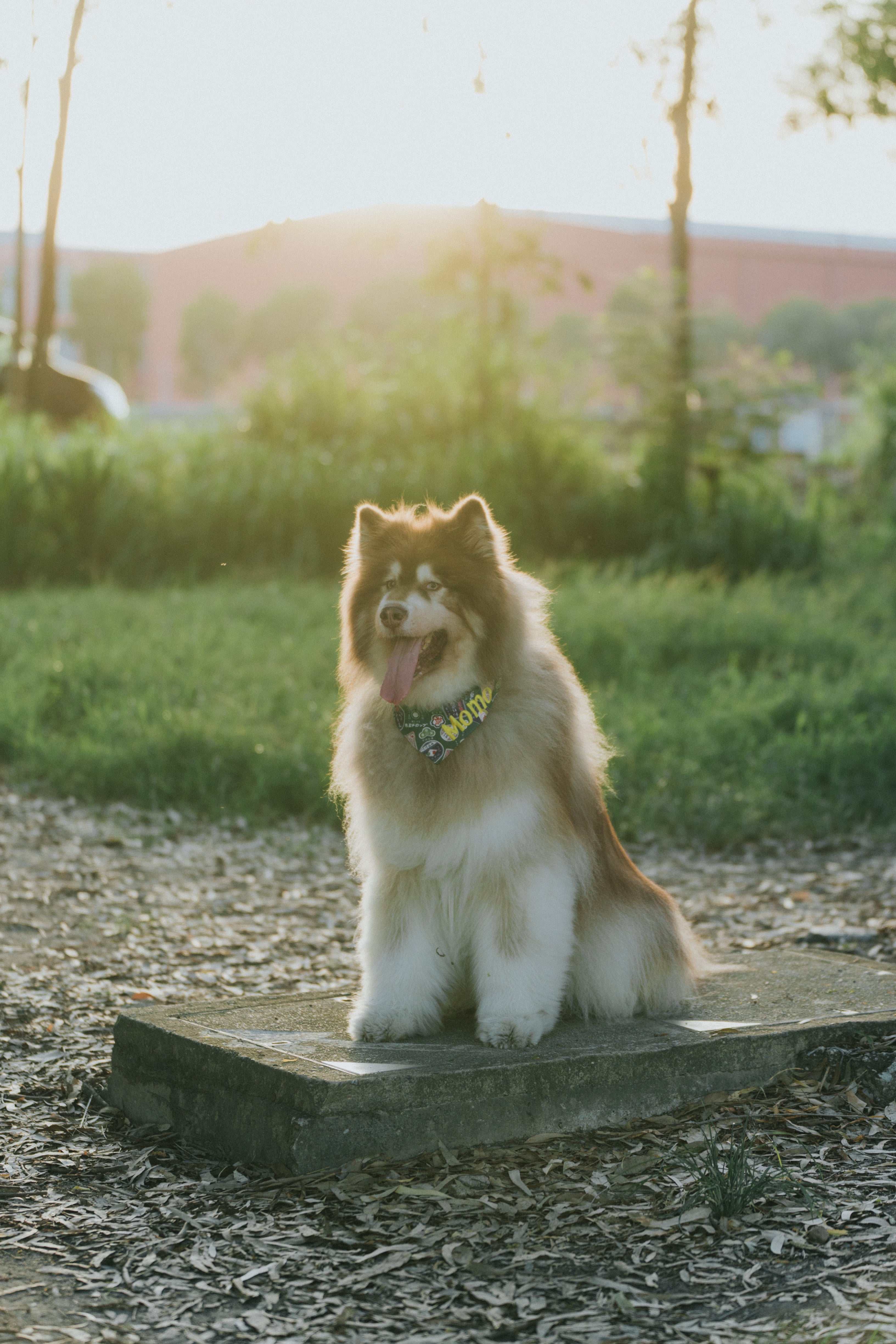 Wagging Moments Photos