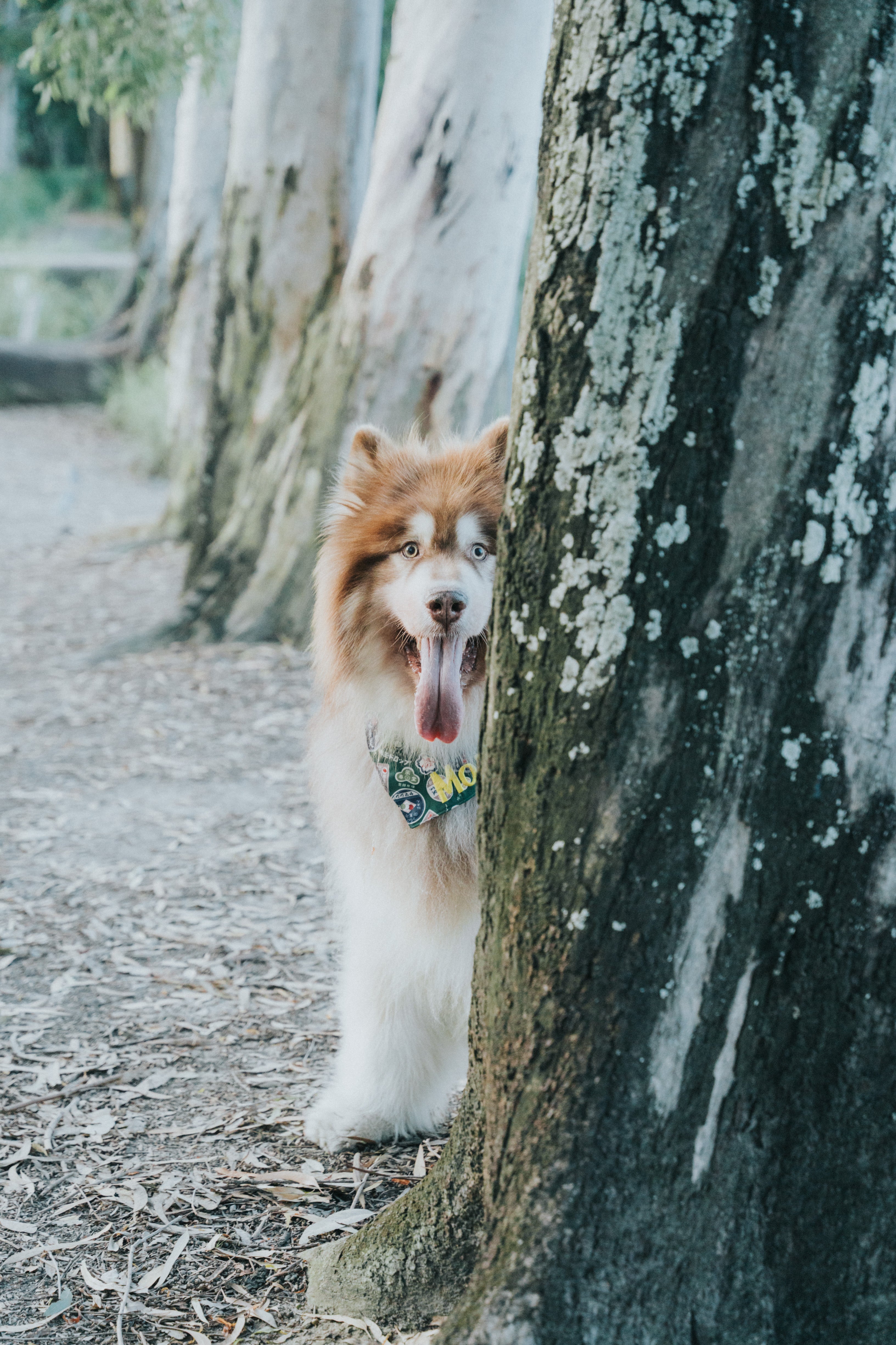 Wagging Moments Photos