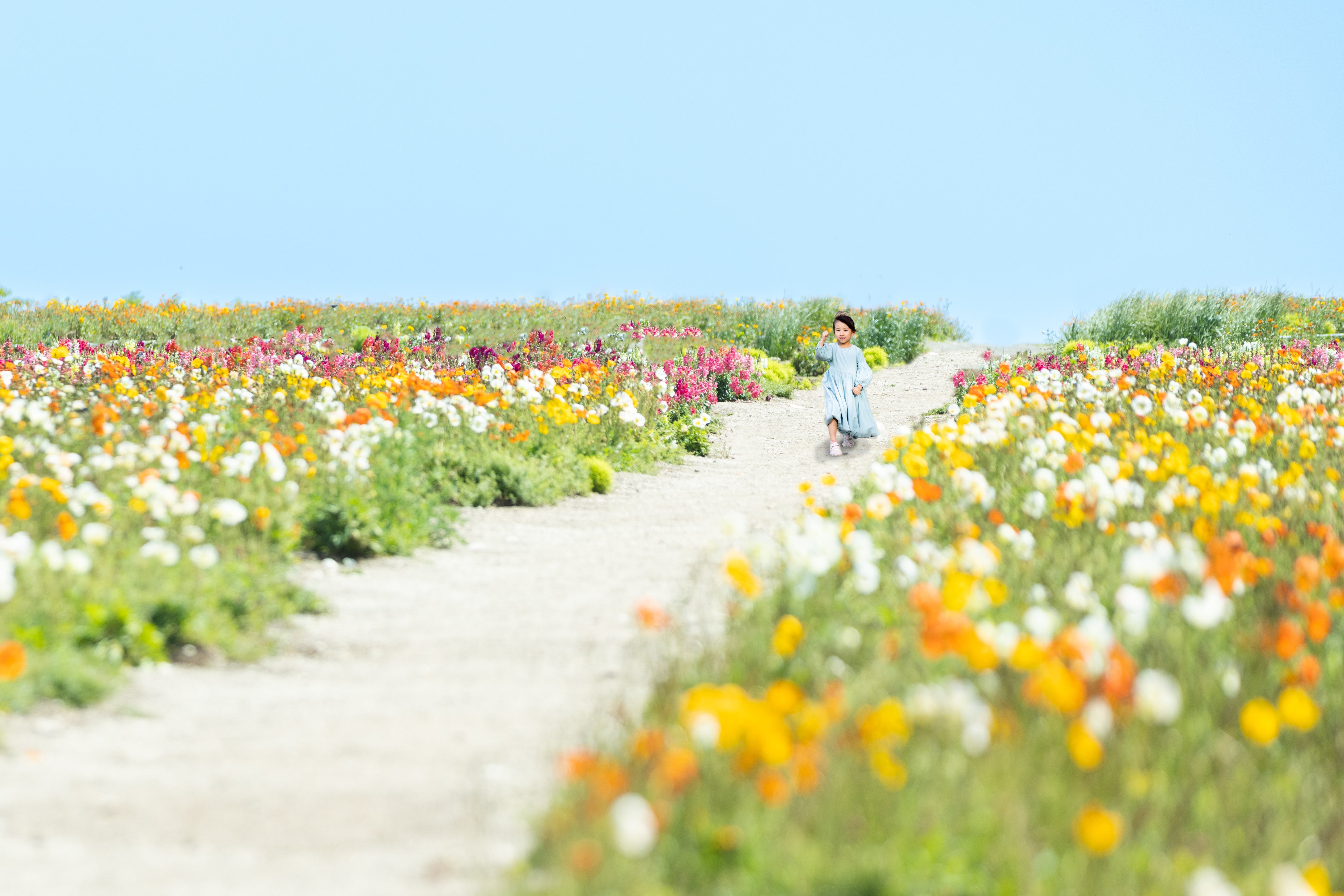 日本春季寫真拍攝 | 名古屋攝影預約