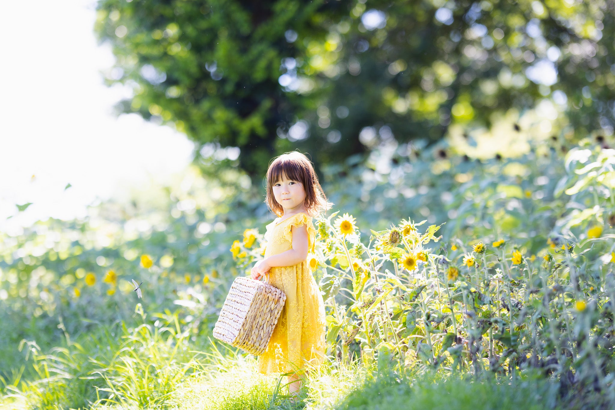 陽光時刻:與Ula在名古屋向日葵田捕捉夏日精彩