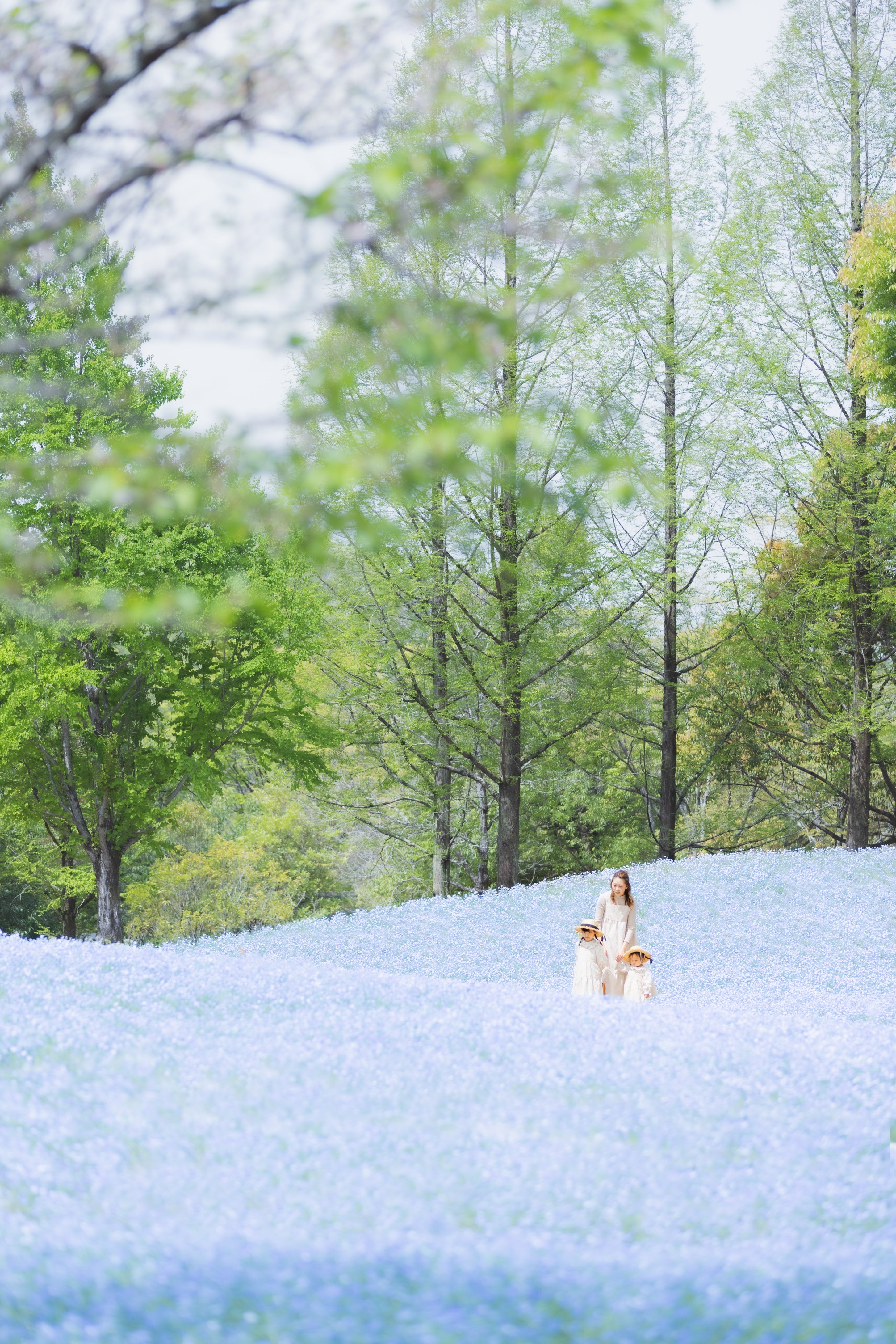 岐阜世界玫瑰花園攝影 | 日本花卉攝影