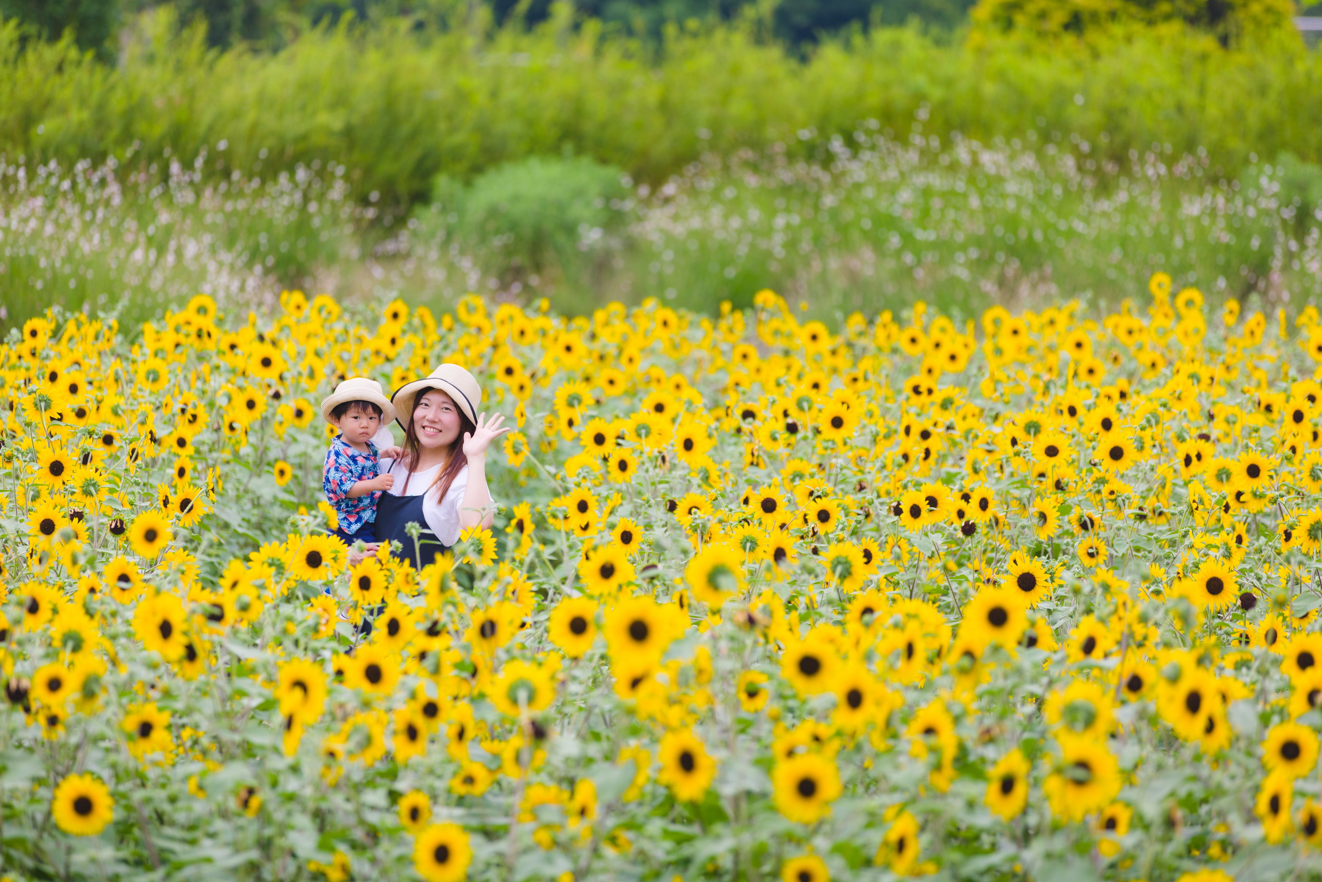 陽光時刻:與Ula在名古屋向日葵田捕捉夏日精彩