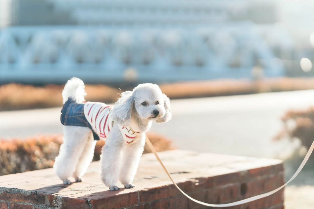 家庭寵物時光|東京神社樂園|親子寵物歡樂
Family Pet Lifestyle | Tokyo Shrine Garden | Owner & Pet Joyful Moments