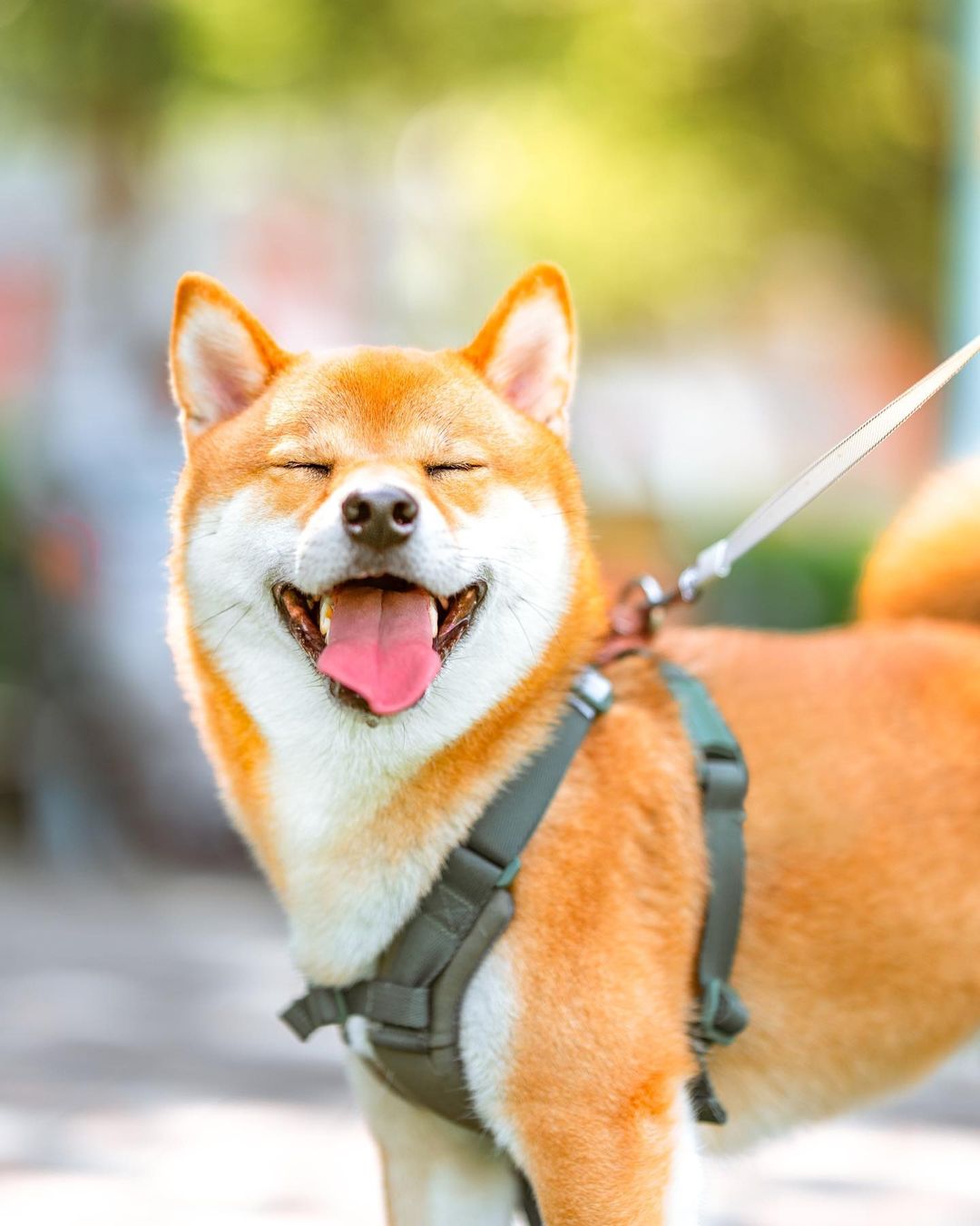 Moko 的魔法鏡頭:寵物攝影定格毛孩開心時刻