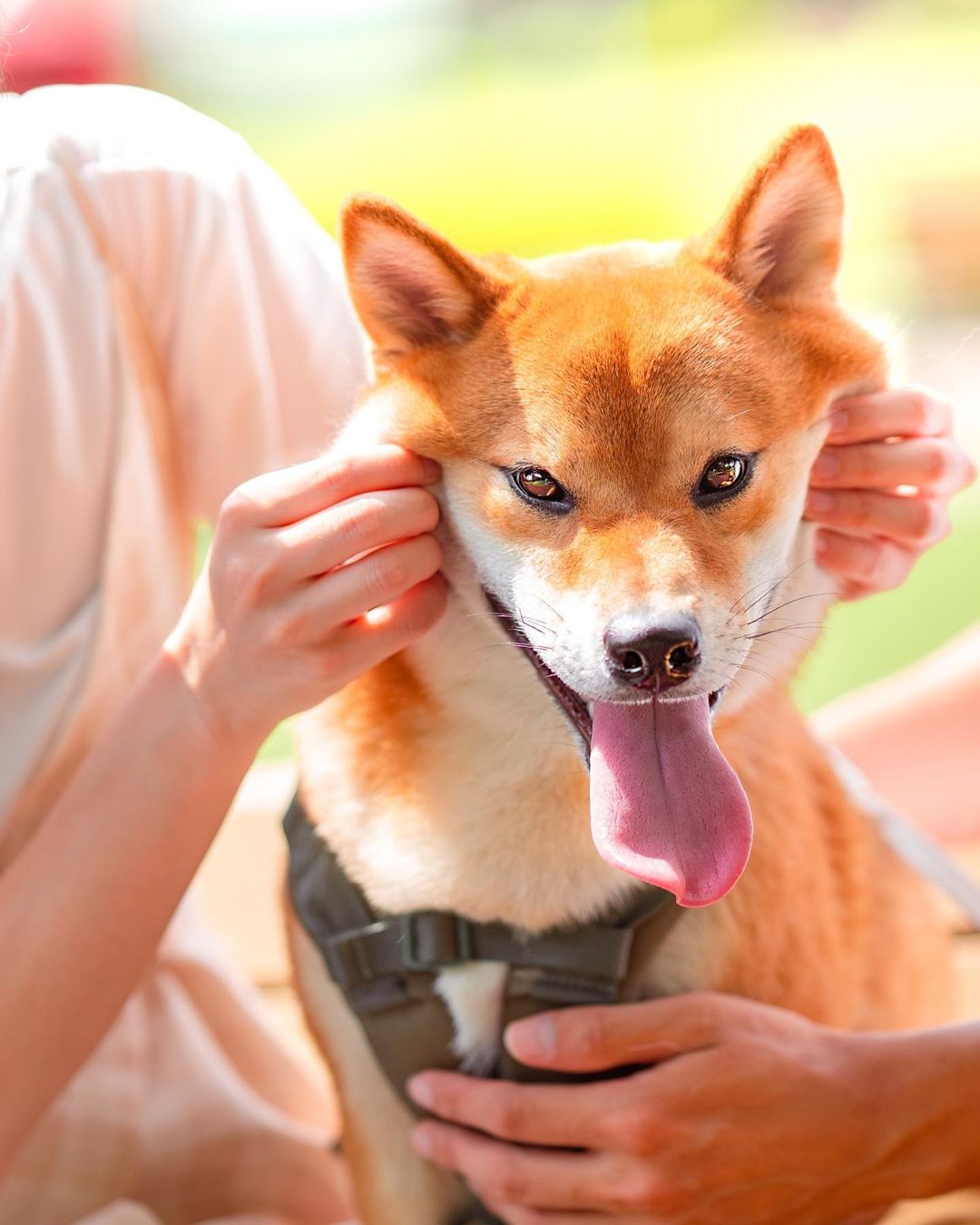 Moko 的魔法鏡頭:寵物攝影定格毛孩開心時刻