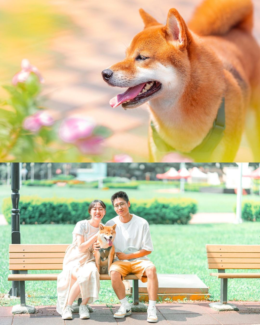 Moko 的魔法鏡頭:寵物攝影定格毛孩開心時刻