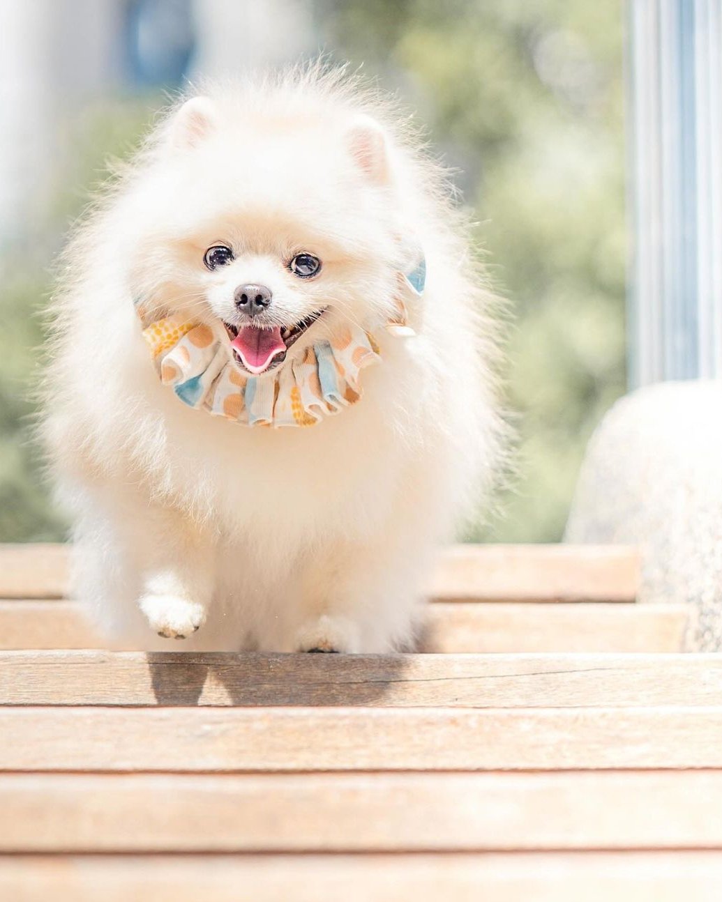 Moko 的魔法鏡頭:寵物攝影定格毛孩開心時刻