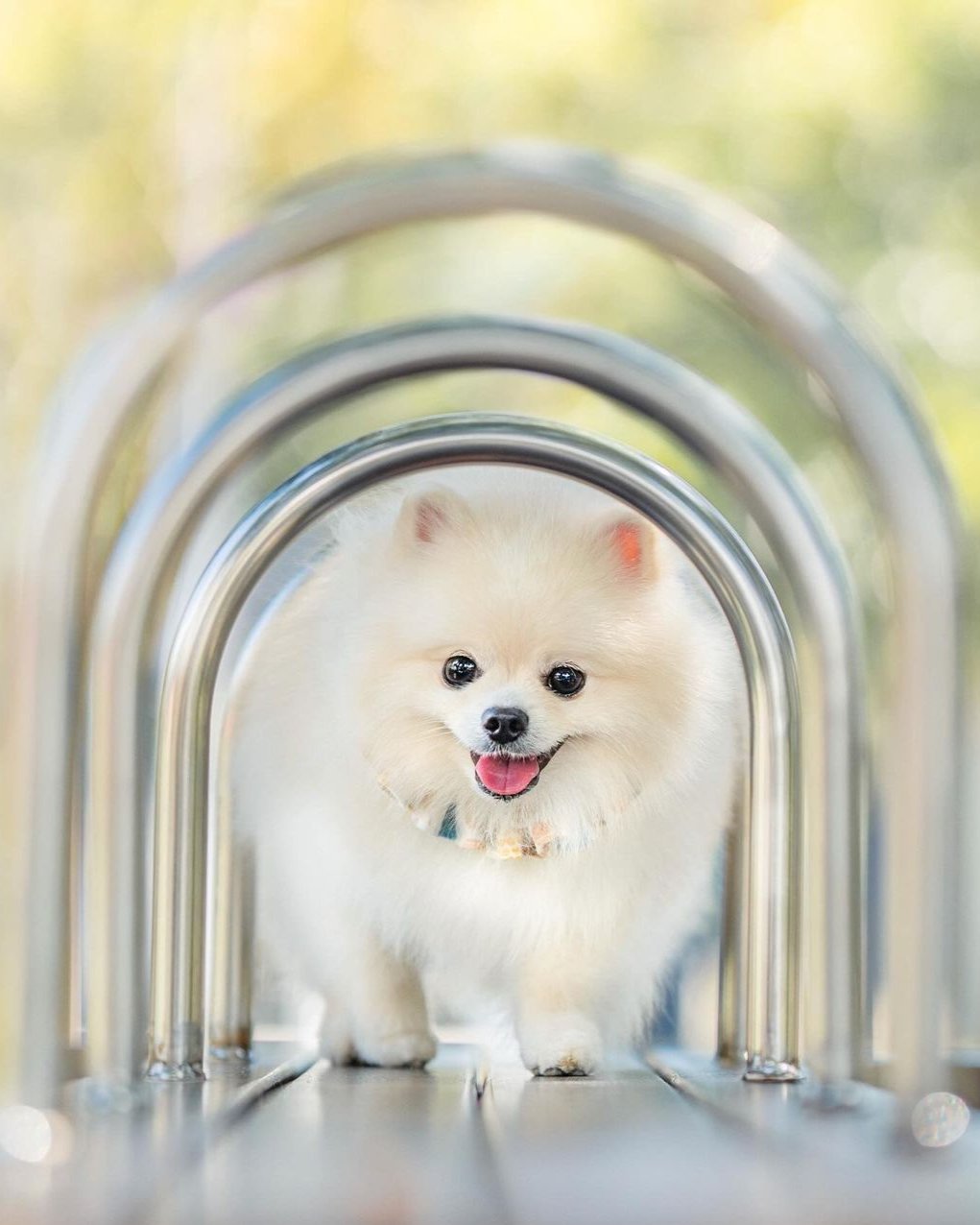 Moko 的魔法鏡頭:寵物攝影定格毛孩開心時刻