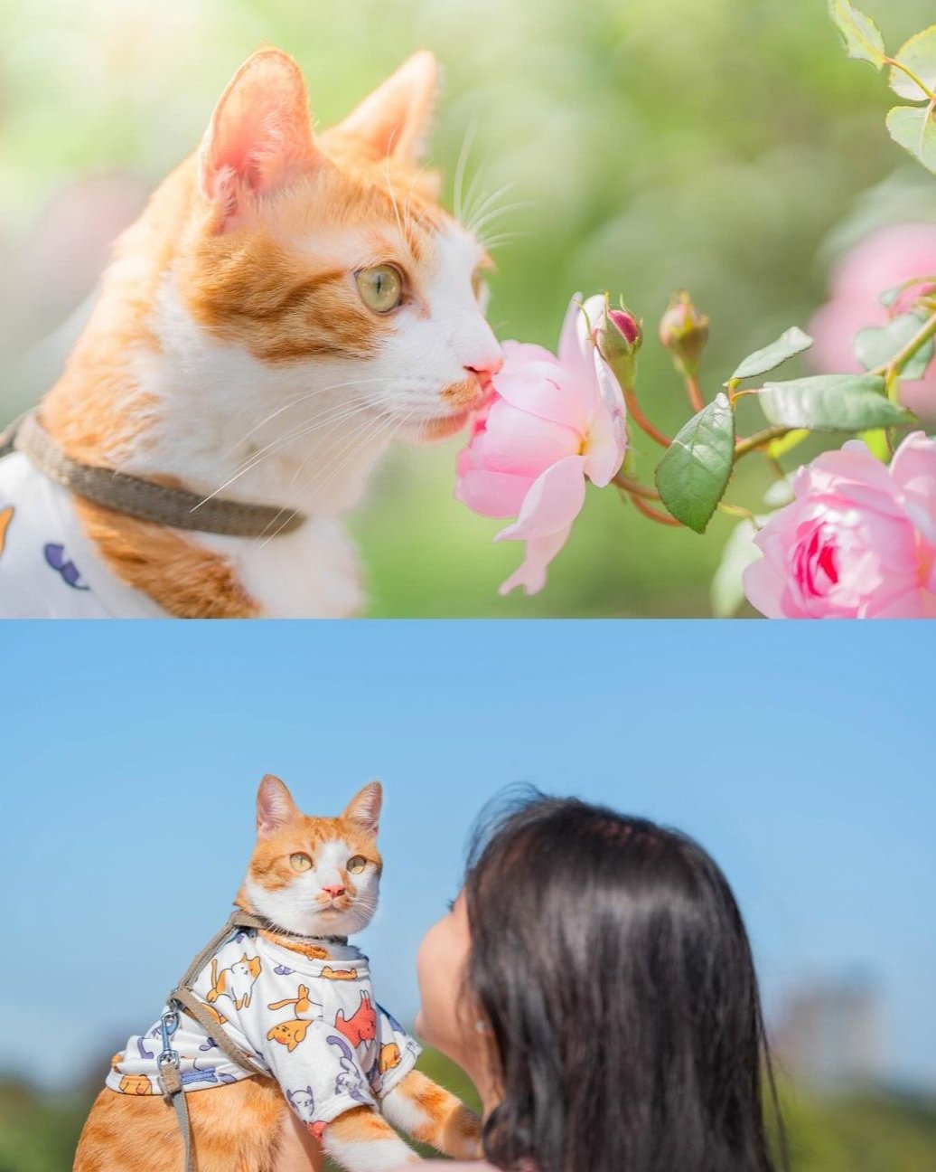 Moko 的魔法鏡頭:寵物攝影定格毛孩開心時刻