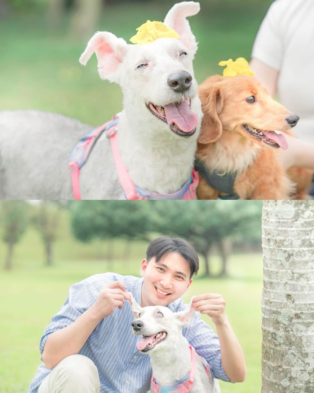 Moko 的魔法鏡頭:寵物攝影定格毛孩開心時刻