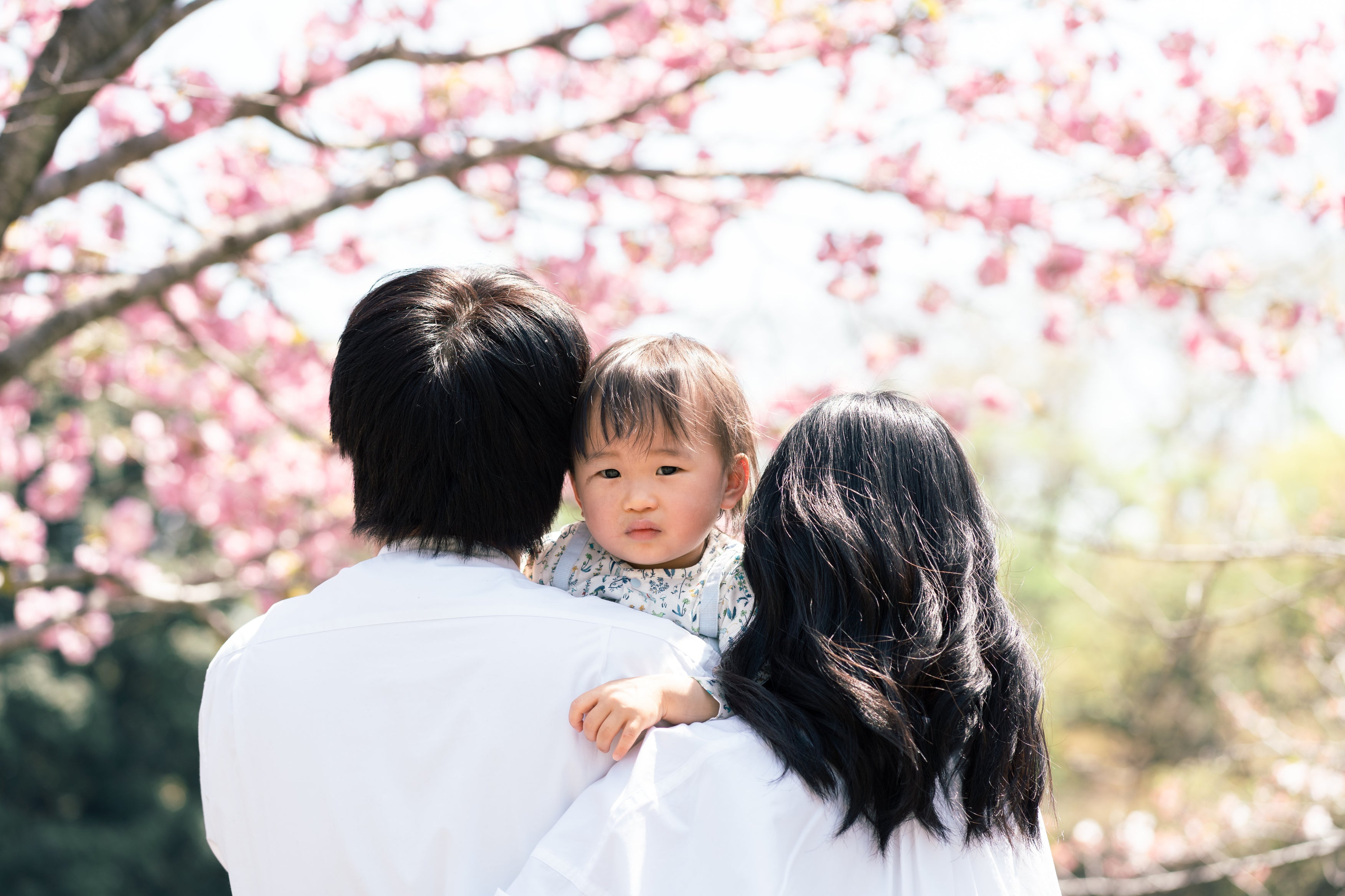 綻放之約:2026櫻花季攝影之旅8折早鳥優惠