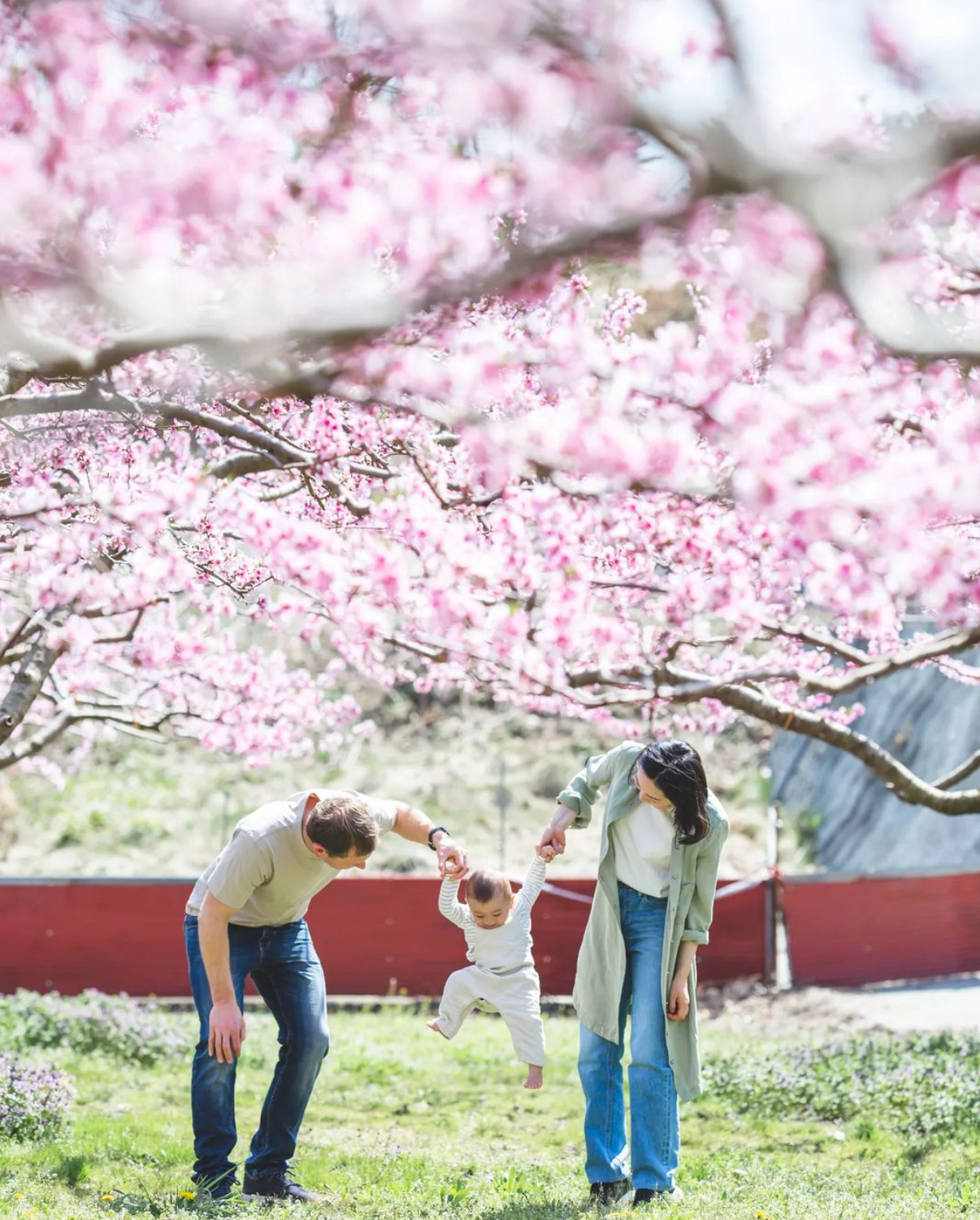 富士山櫻花春日魅力:Do河口湖山中湖兩小時家庭攝影