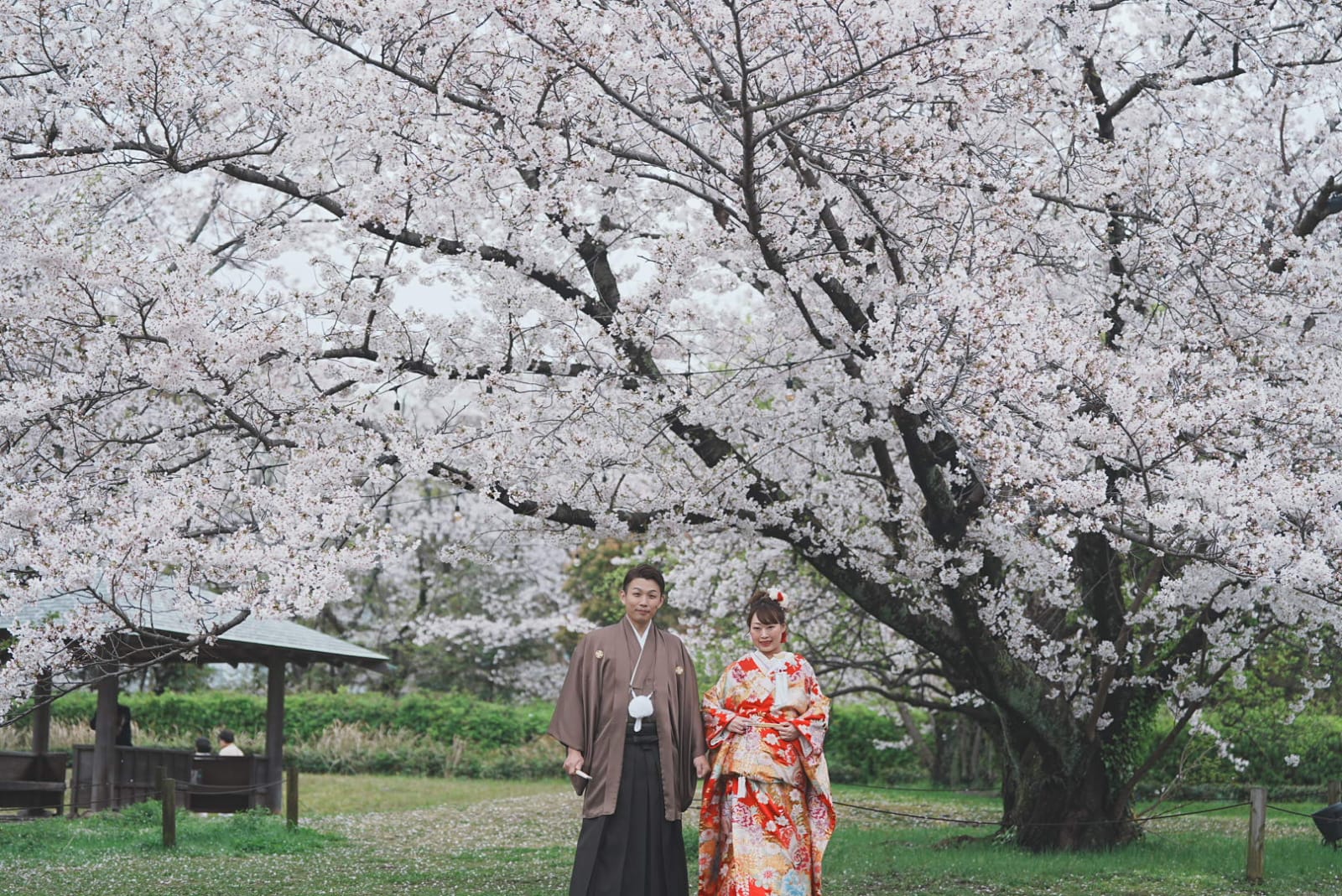 舞鶴公園攝影 | 福岡櫻花拍攝