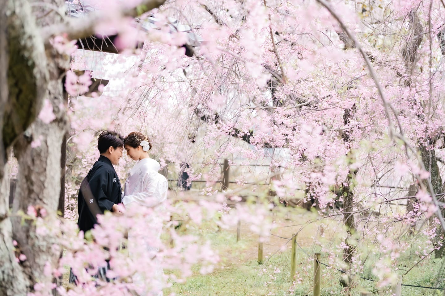 舞鶴公園攝影 | 福岡櫻花拍攝