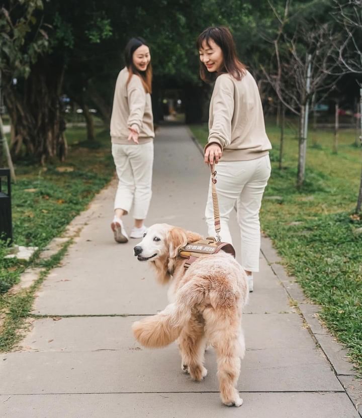 萌寵瞬間:Pod 的台北專業寵物攝影體驗