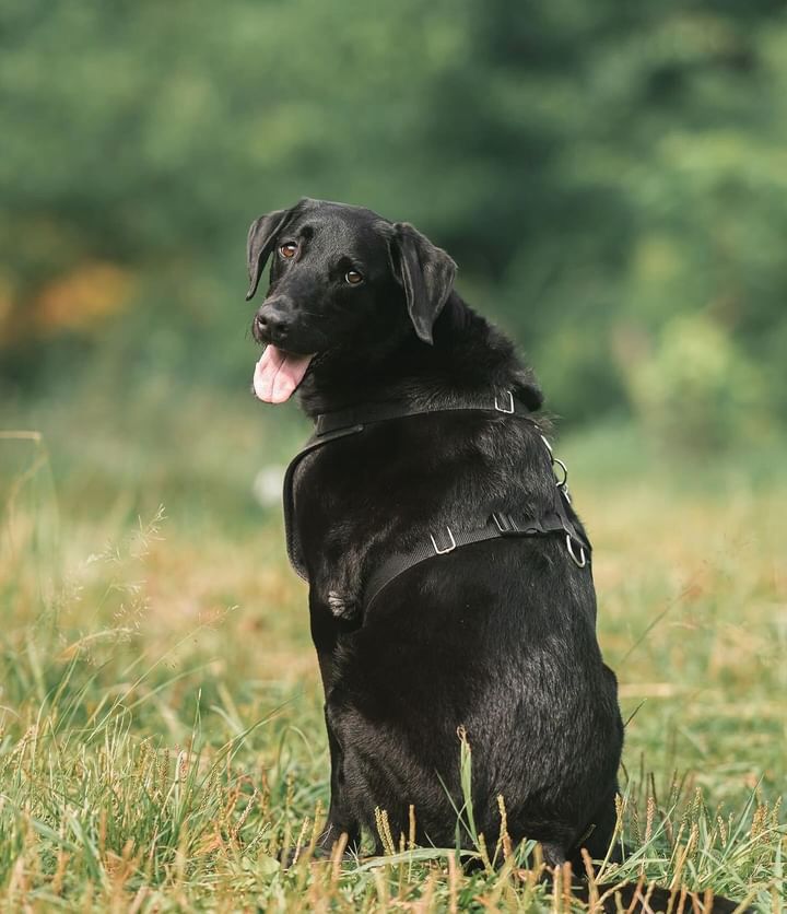 萌寵瞬間:Pod 的台北專業寵物攝影體驗