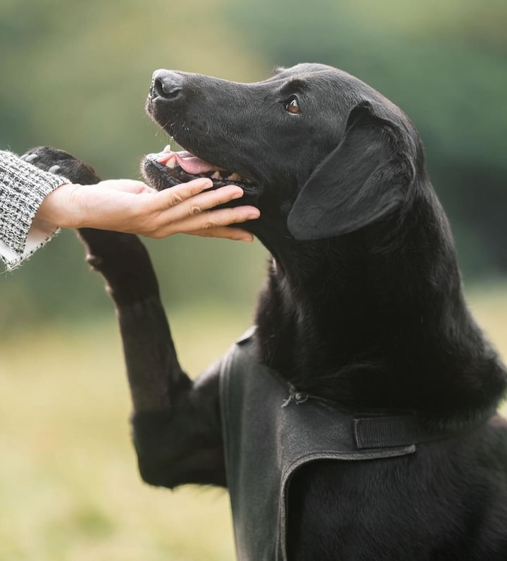 萌寵瞬間:Pod 的台北專業寵物攝影體驗