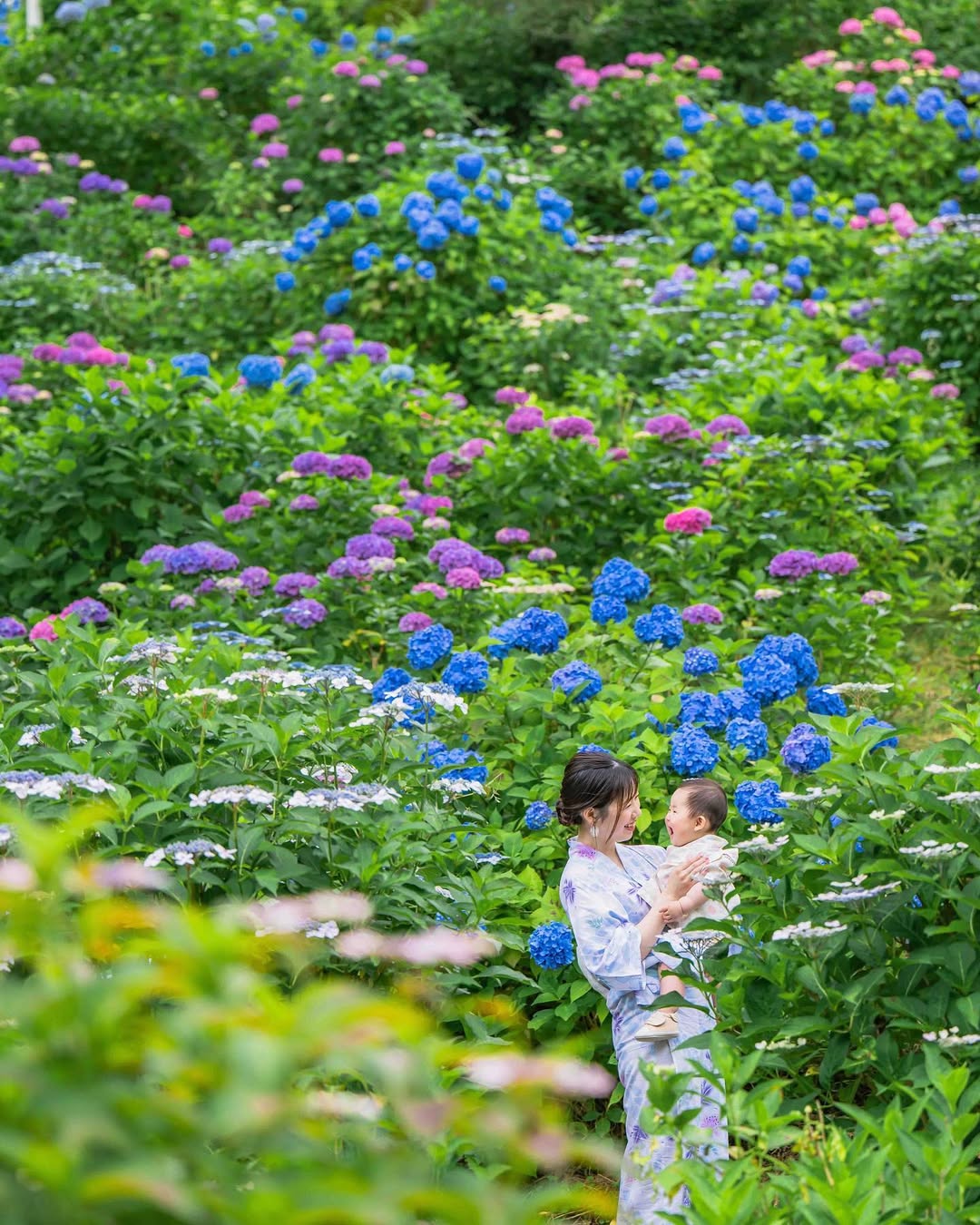 富山繡球花海回憶:Masato捕捉幸福瞬間