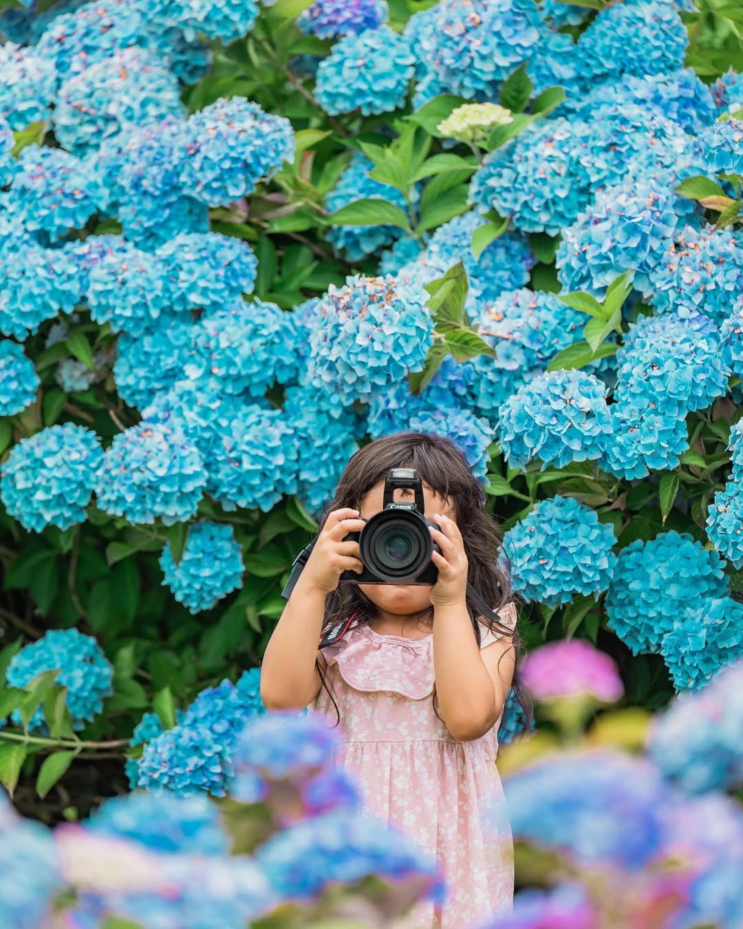 富山繡球花海回憶:Masato捕捉幸福瞬間
