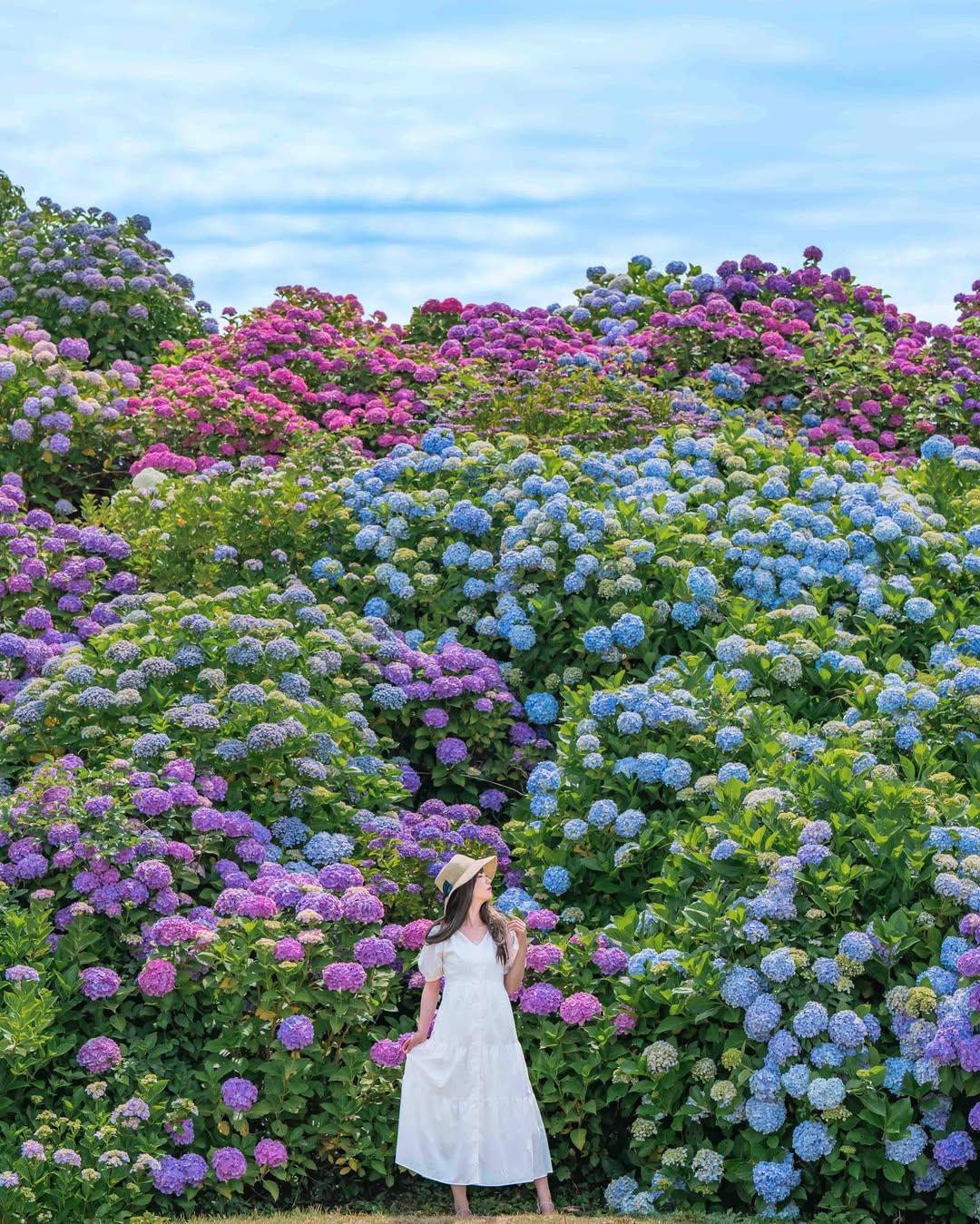 富山繡球花海回憶:Masato捕捉幸福瞬間