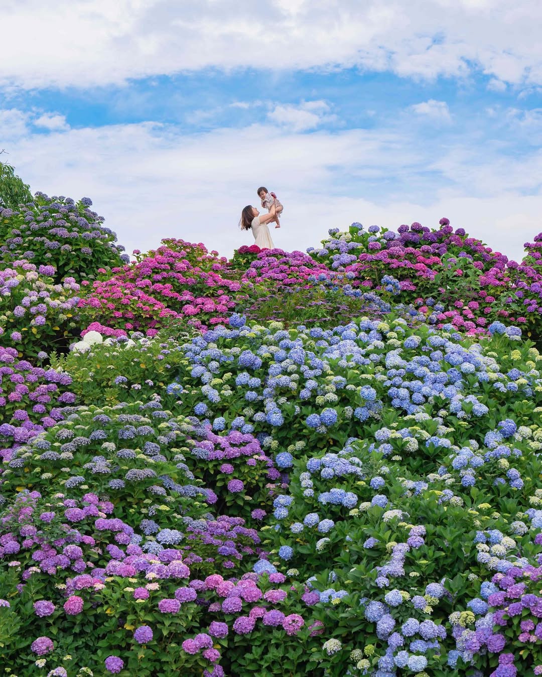 富山繡球花海回憶:Masato捕捉幸福瞬間