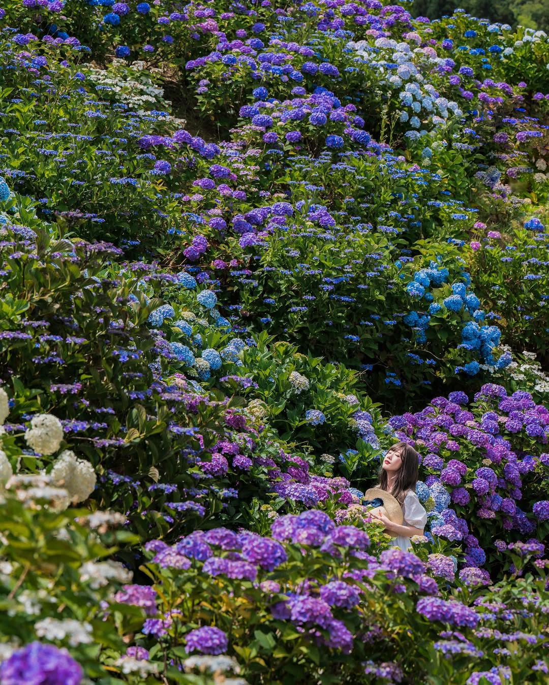 富山繡球花海回憶:Masato捕捉幸福瞬間