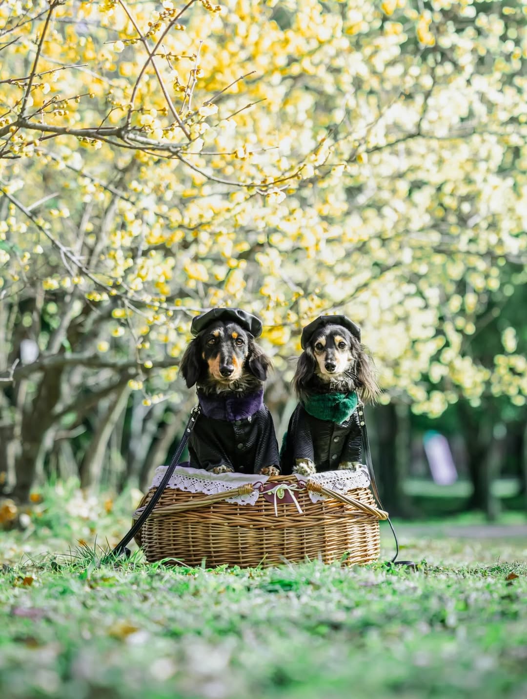 萌力全開!來名古屋讓Leaf 拍出竉物最可愛的一面